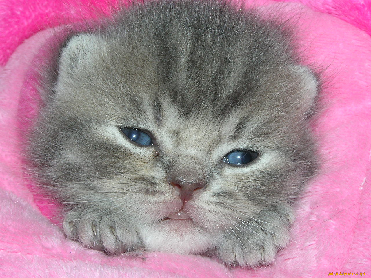 животные, коты