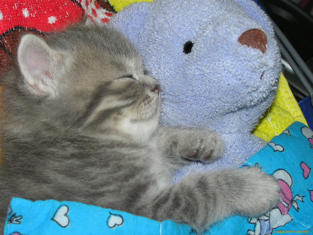 животные, коты