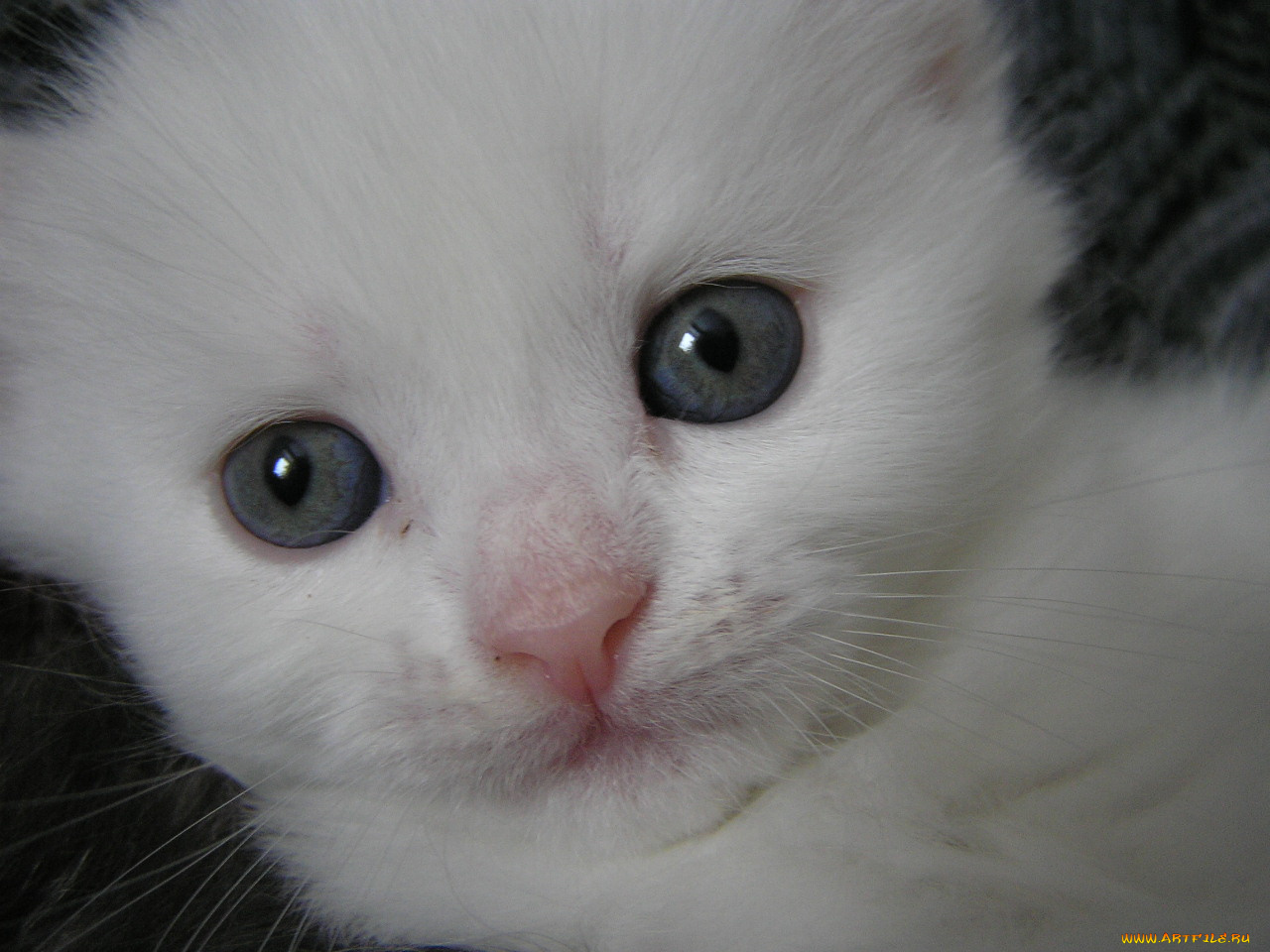 животные, коты