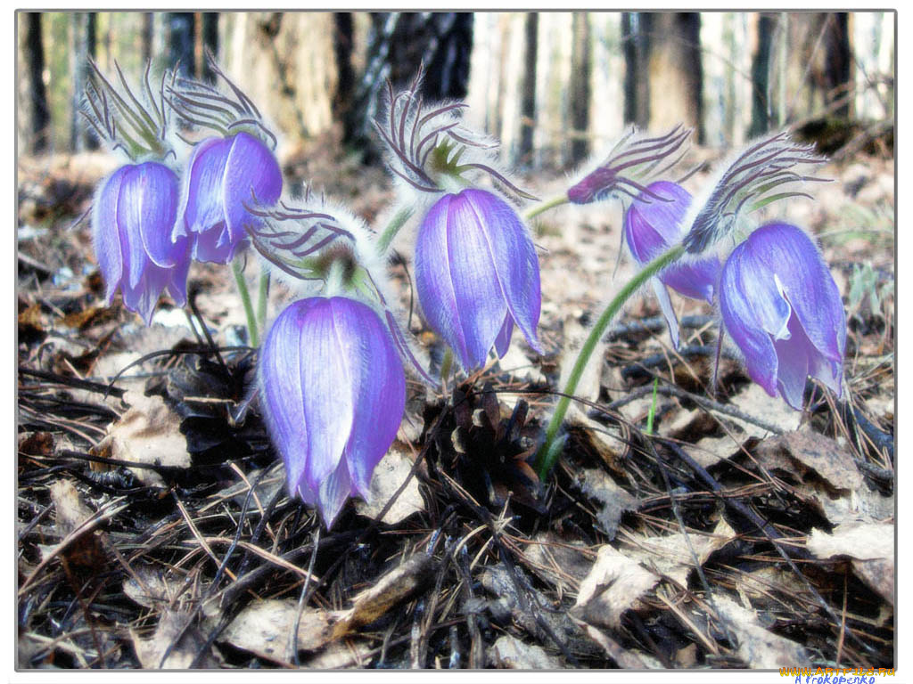 aleksandre, сон, трава, разное