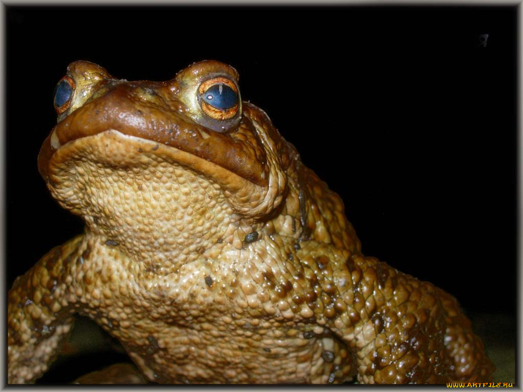 aleksandre, жаба, пазорная, животные, лягушки