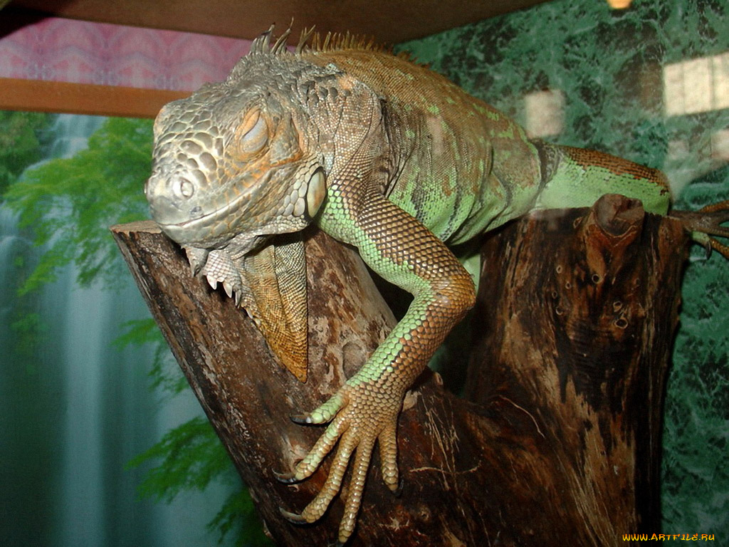 alexandr777, спят, усталые, зверюшки, животные, Ящерицы, игуаны, вараны
