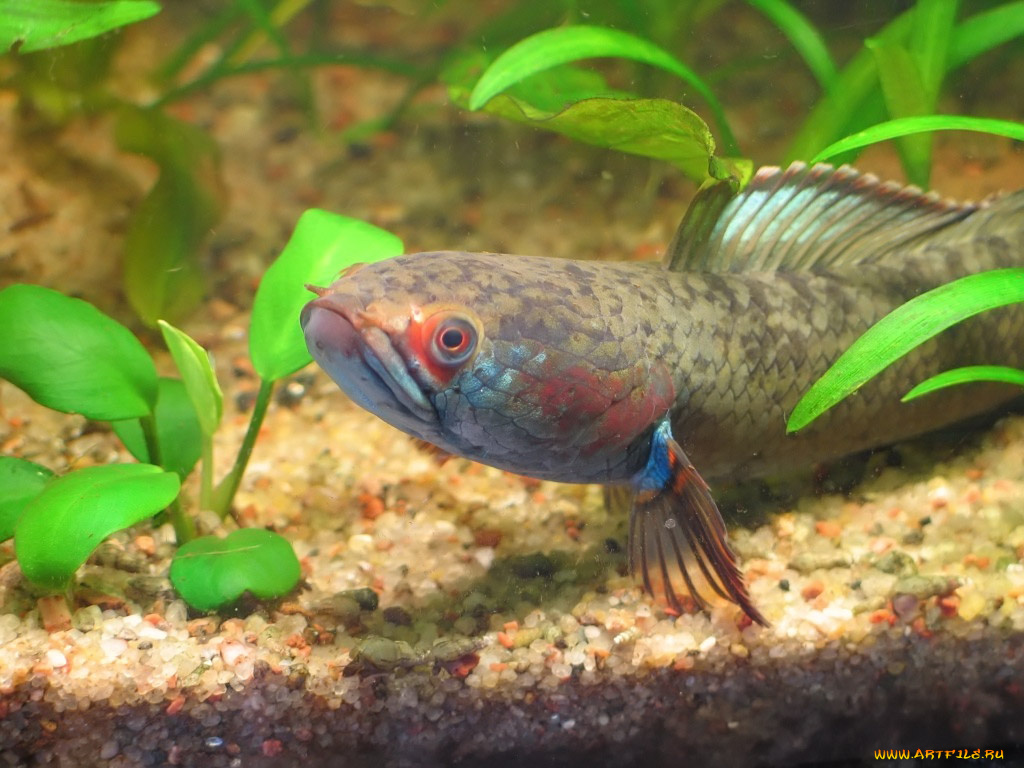 arnold, змееголов, животные, рыбы