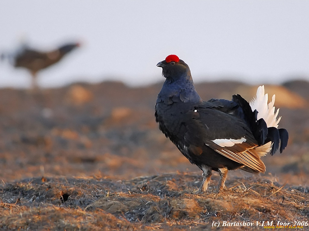 bartashov, igor, вечерний, животные, глухари, тетерева, фазаны
