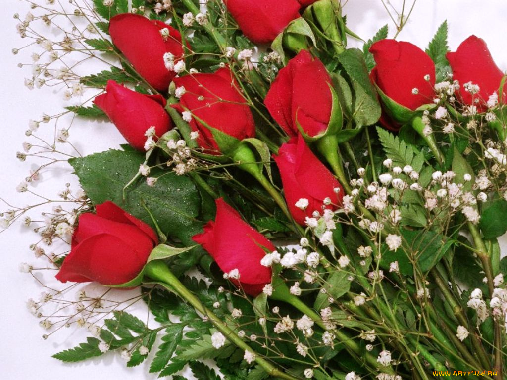 цветы, розы