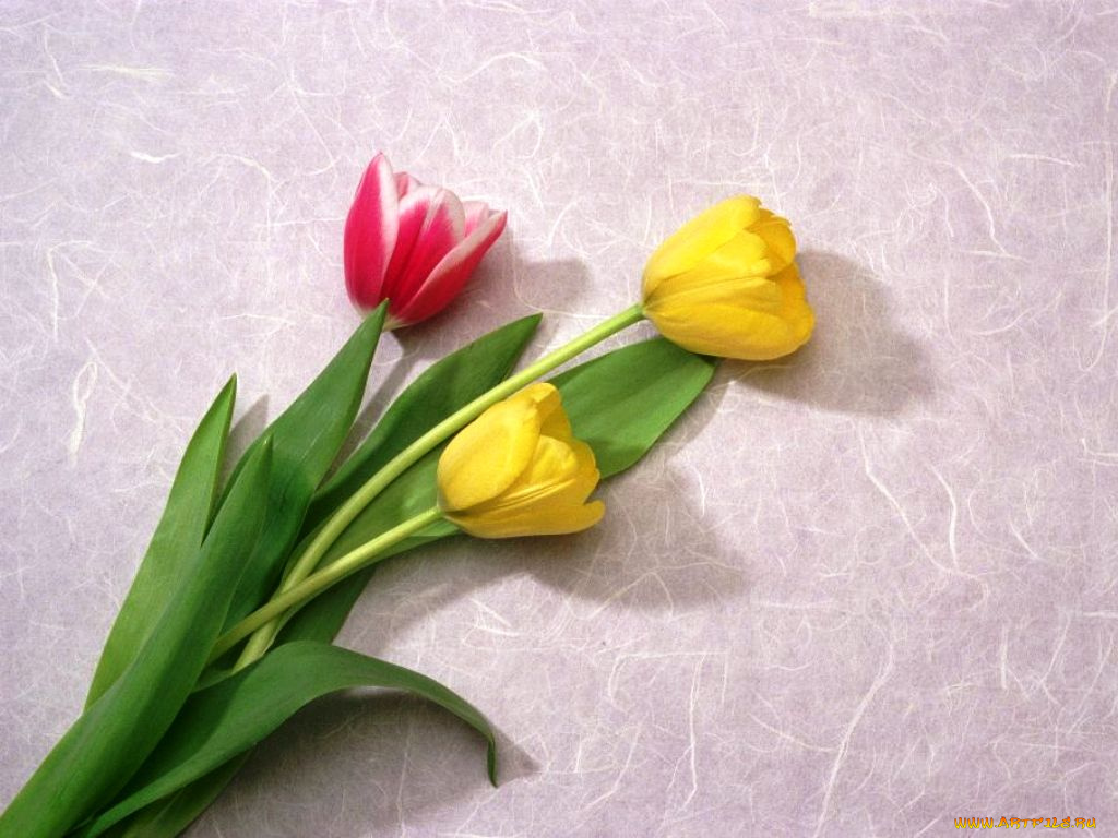 цветы, тюльпаны