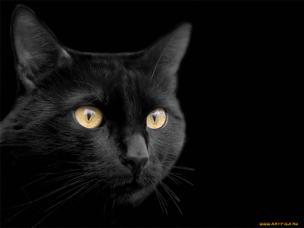 froggy, багира, животные, коты