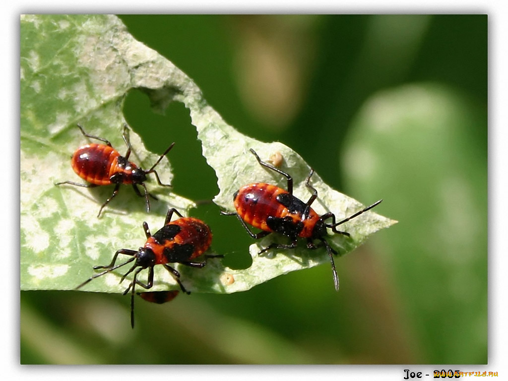 joe, не, жуй, лист, на, котором, сидишь, животные, насекомые