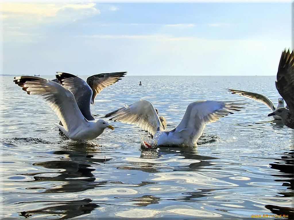 wwww, голод, животные, Чайки, бакланы, крачки