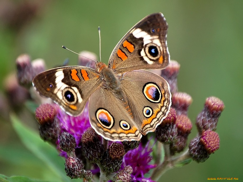 животные, бабочки