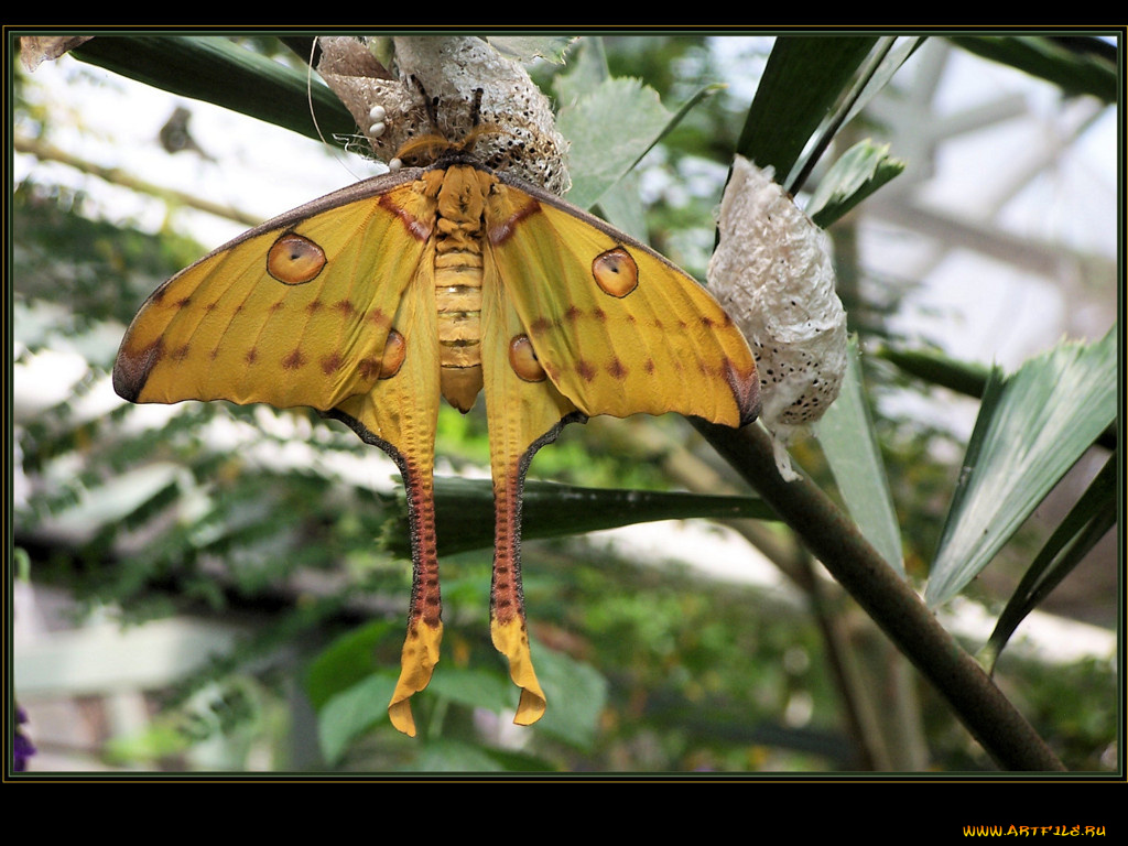 животные, бабочки