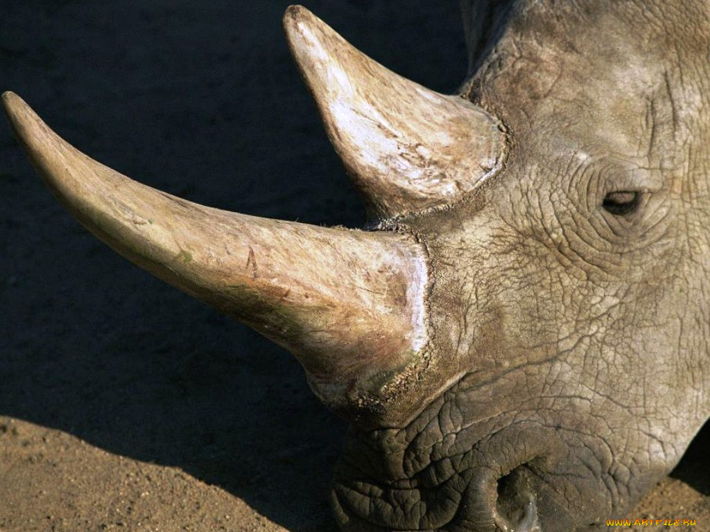 животные, носороги