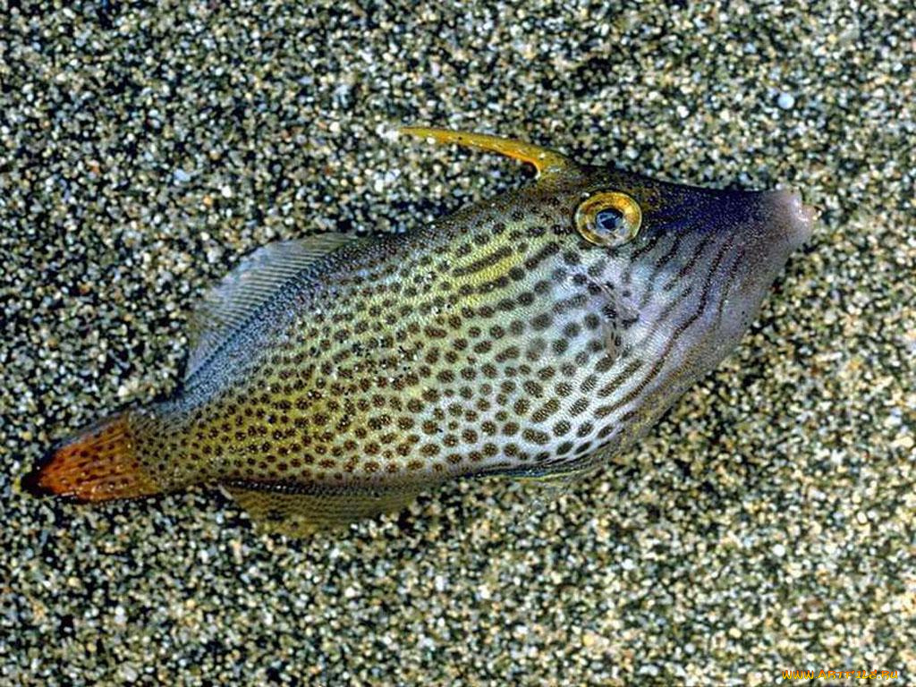 животные, рыбы