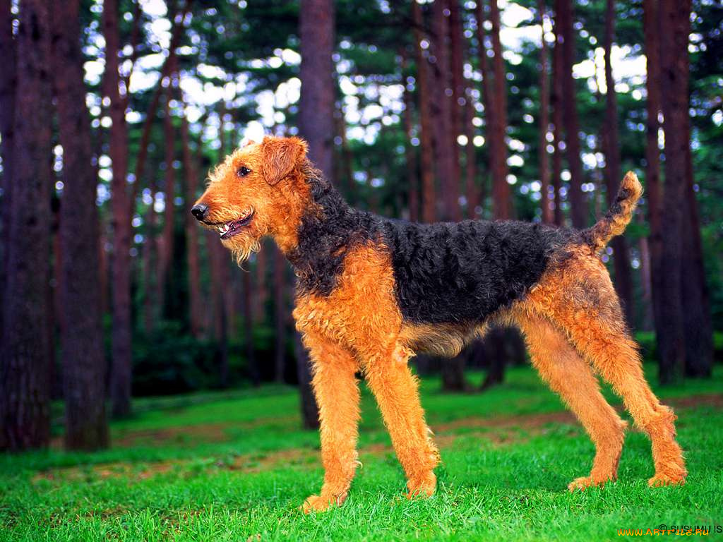 животные, собаки