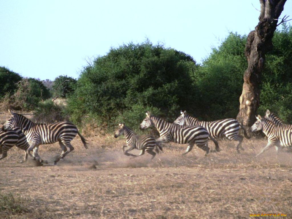 животные, зебры