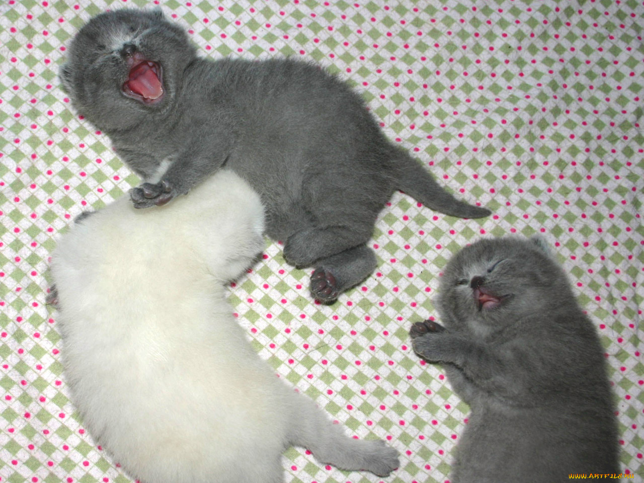 well, ну, ты, белый, рассмешил, животные, коты