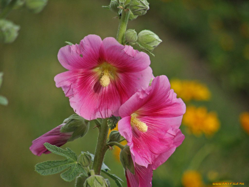 цветы, мальвы