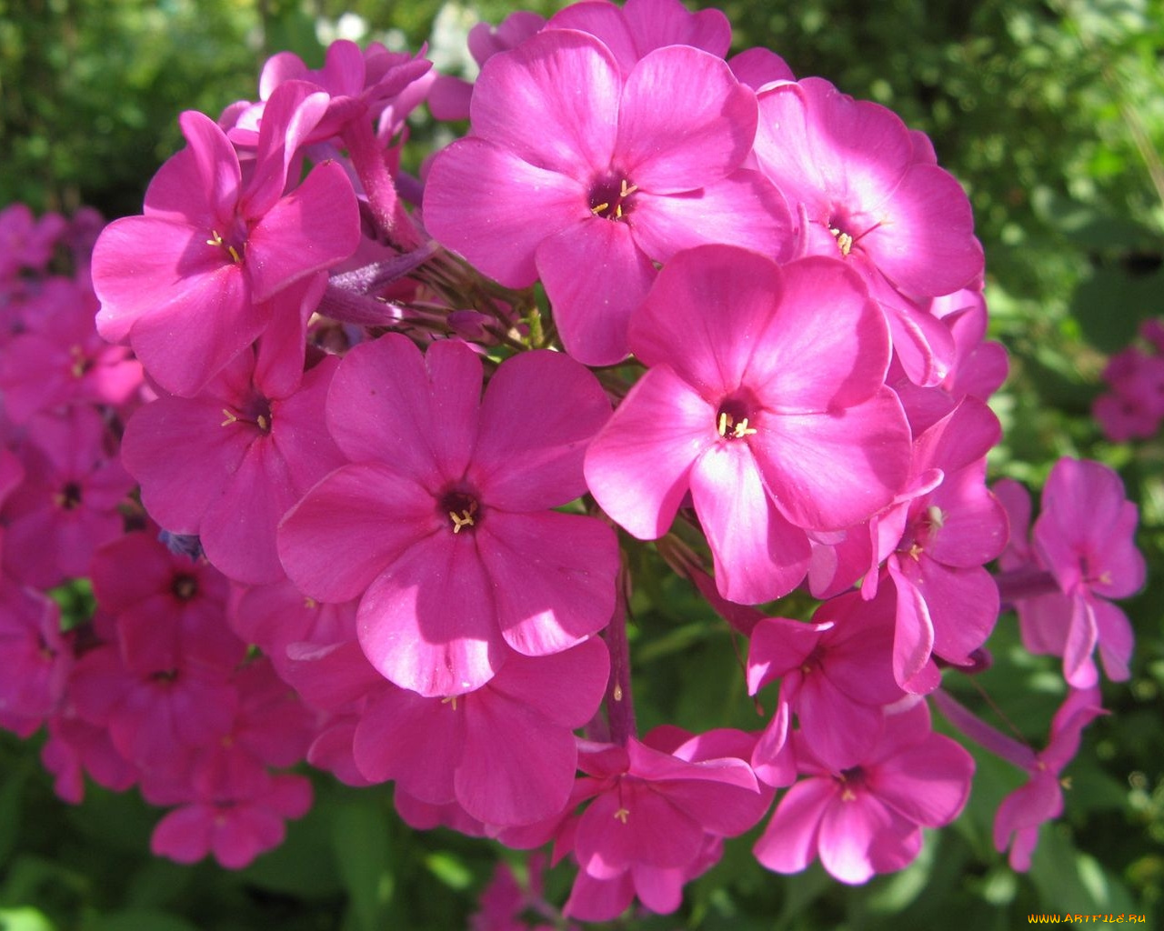 цветы, флоксы