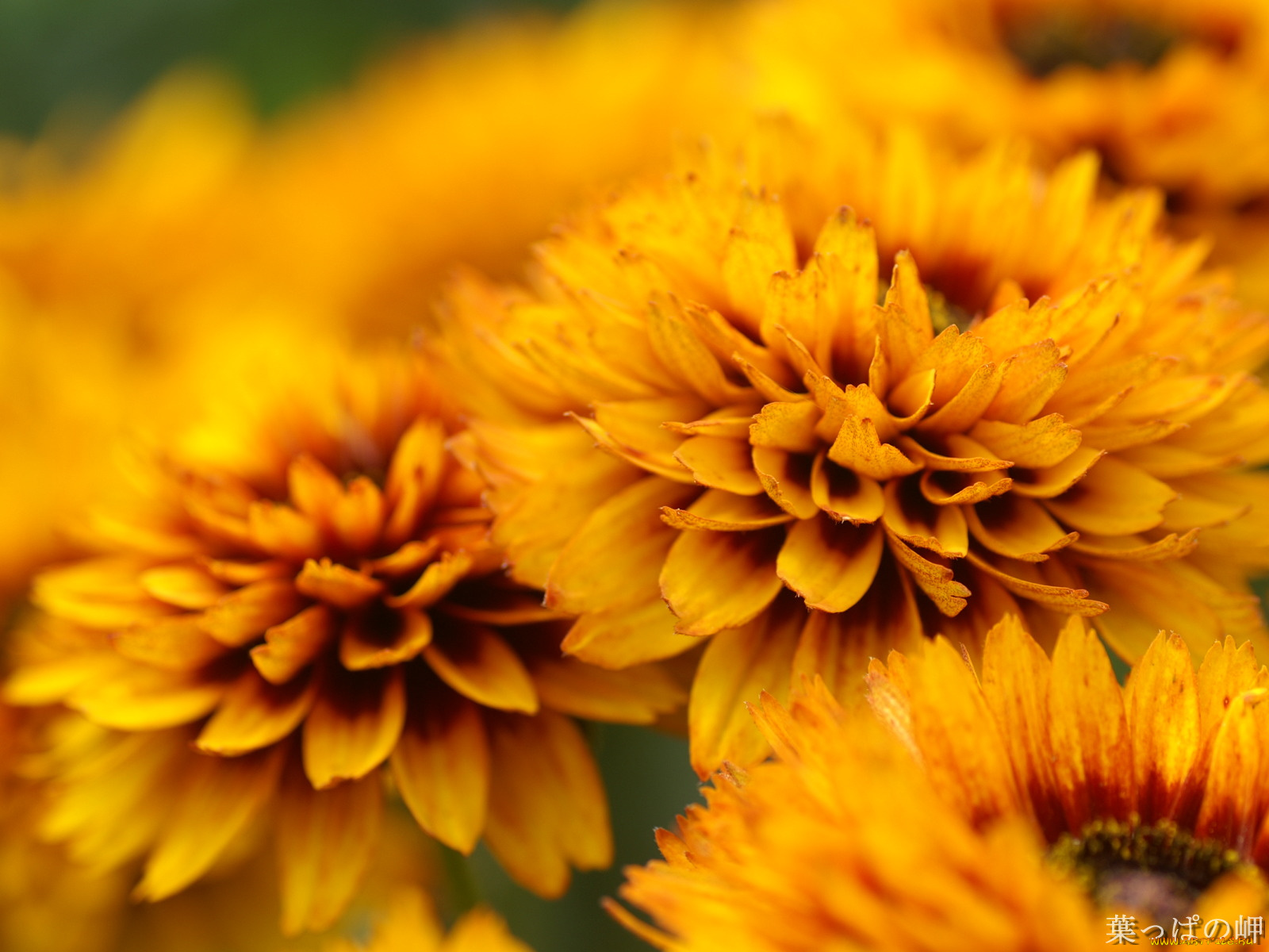 цветы, гайлардии, гелениумы