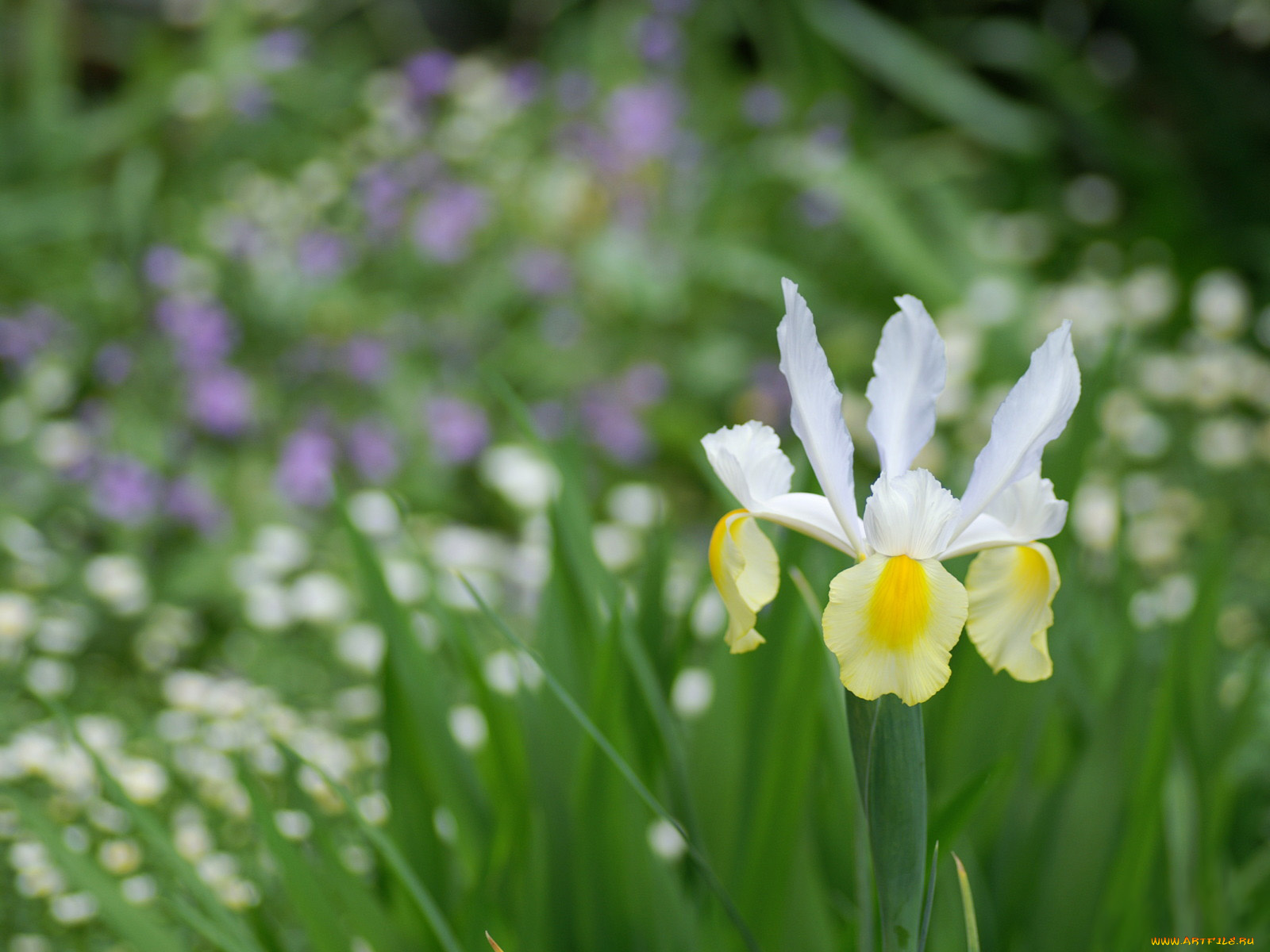 цветы, ирисы