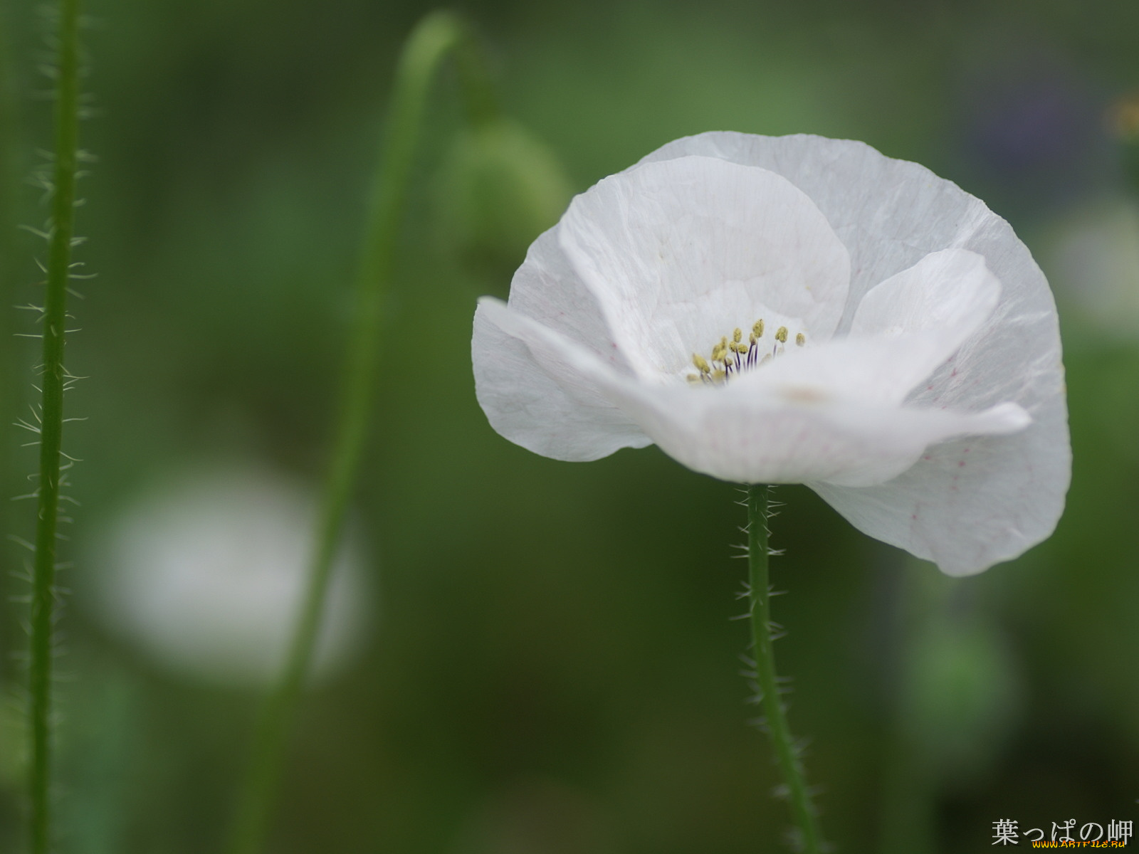 цветы, маки