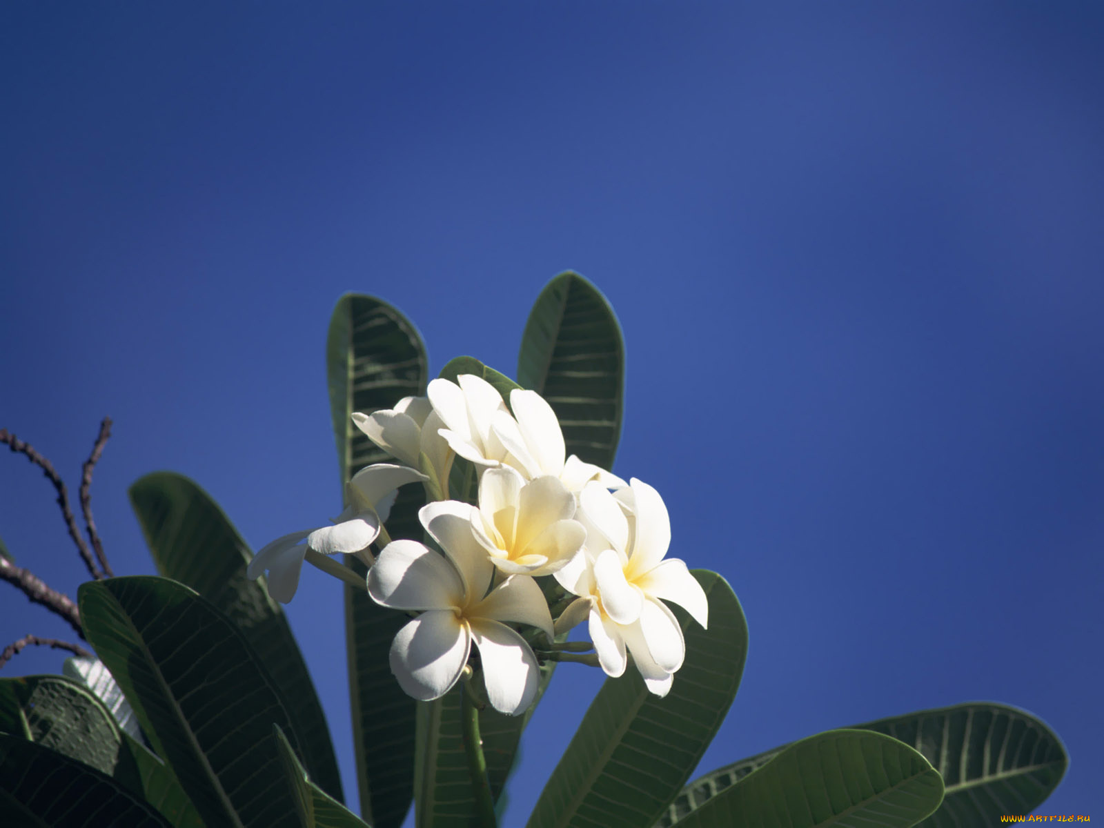 цветы, плюмерия