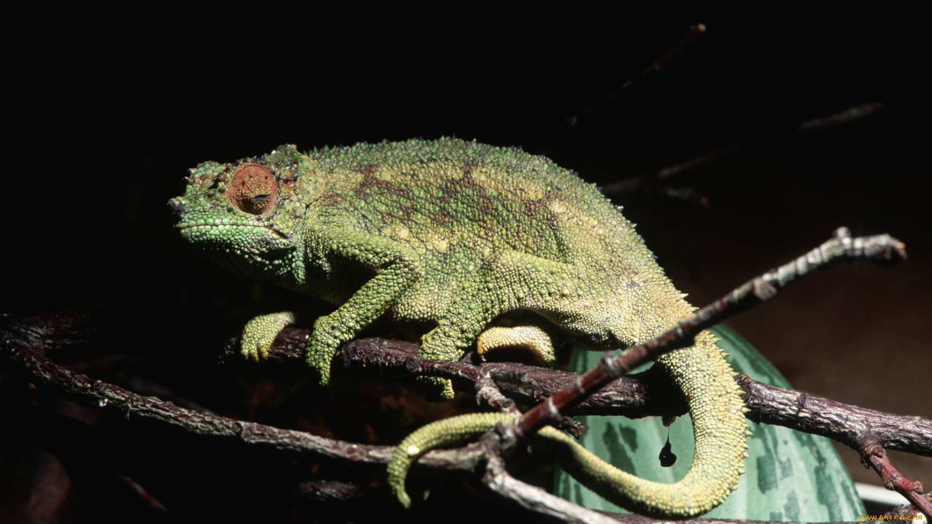 животные, хамелеоны