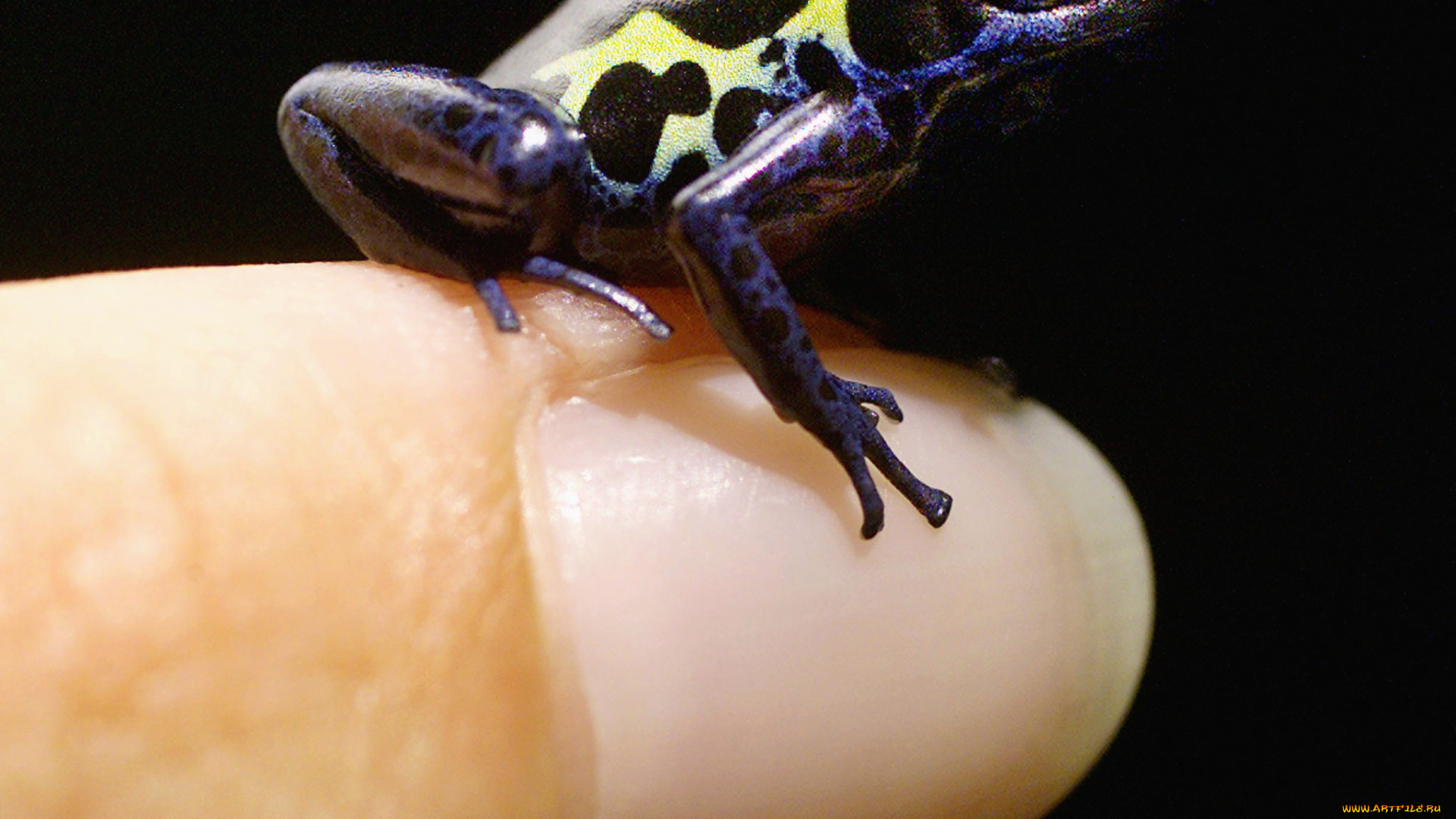 животные, лягушки