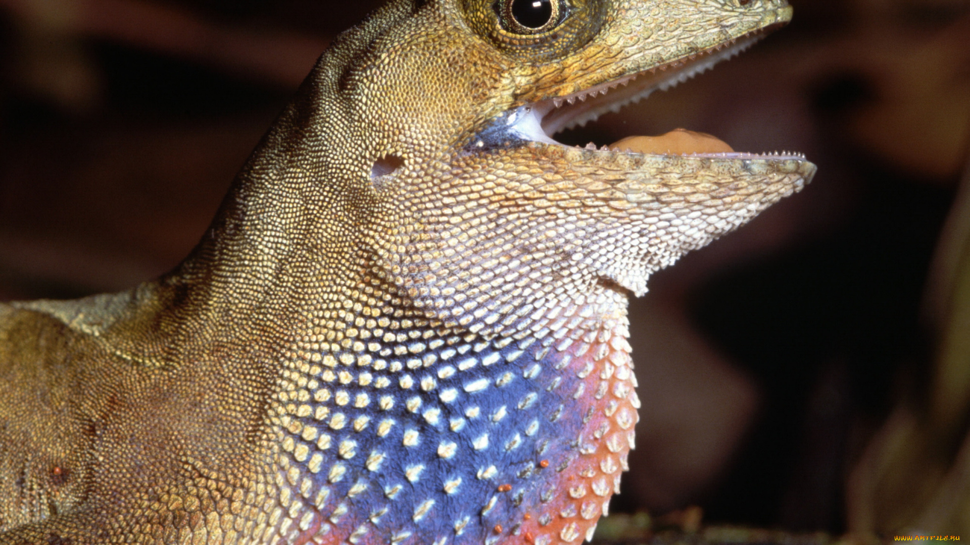 животные, Ящерицы, игуаны, вараны