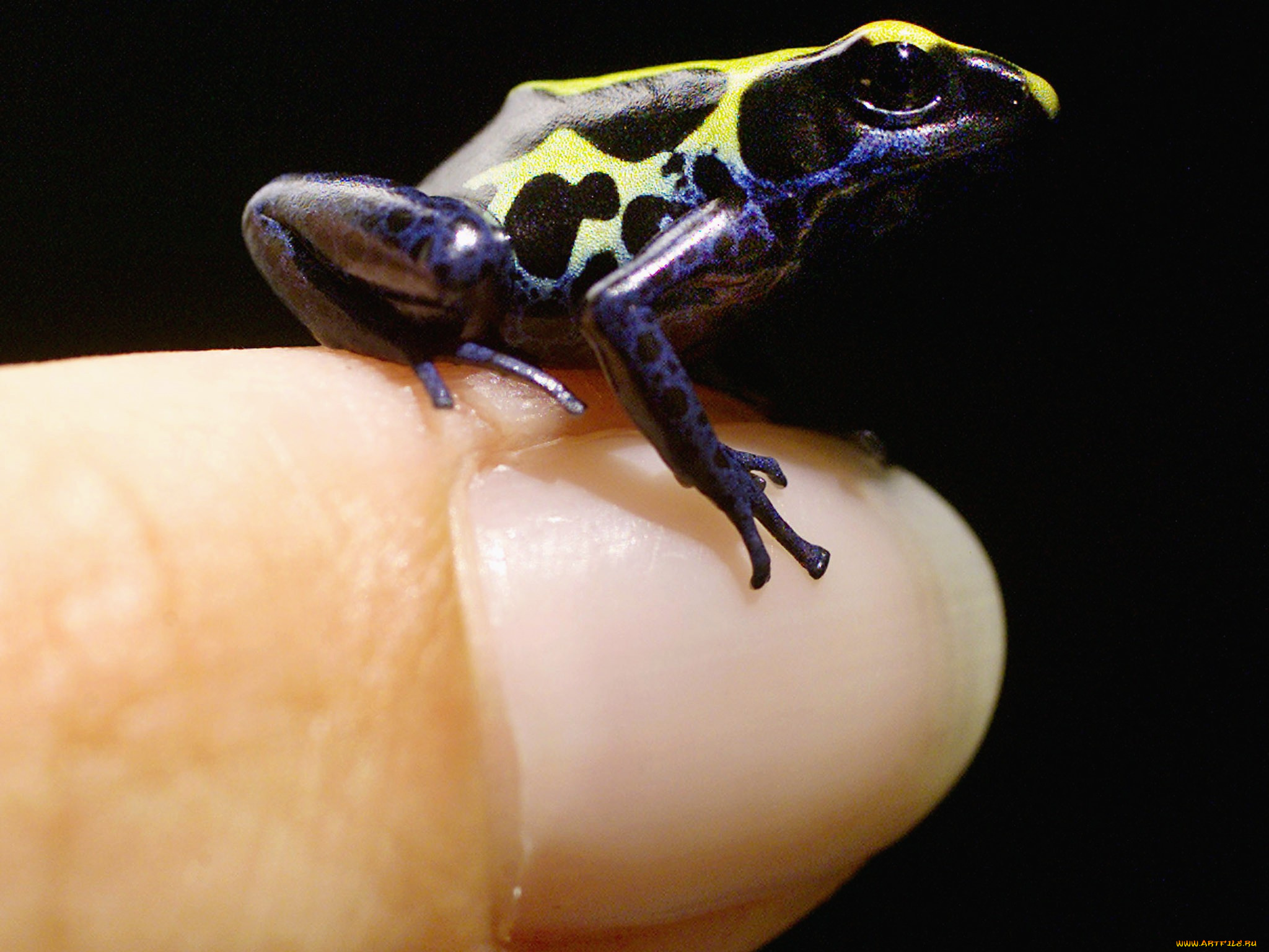 животные, лягушки