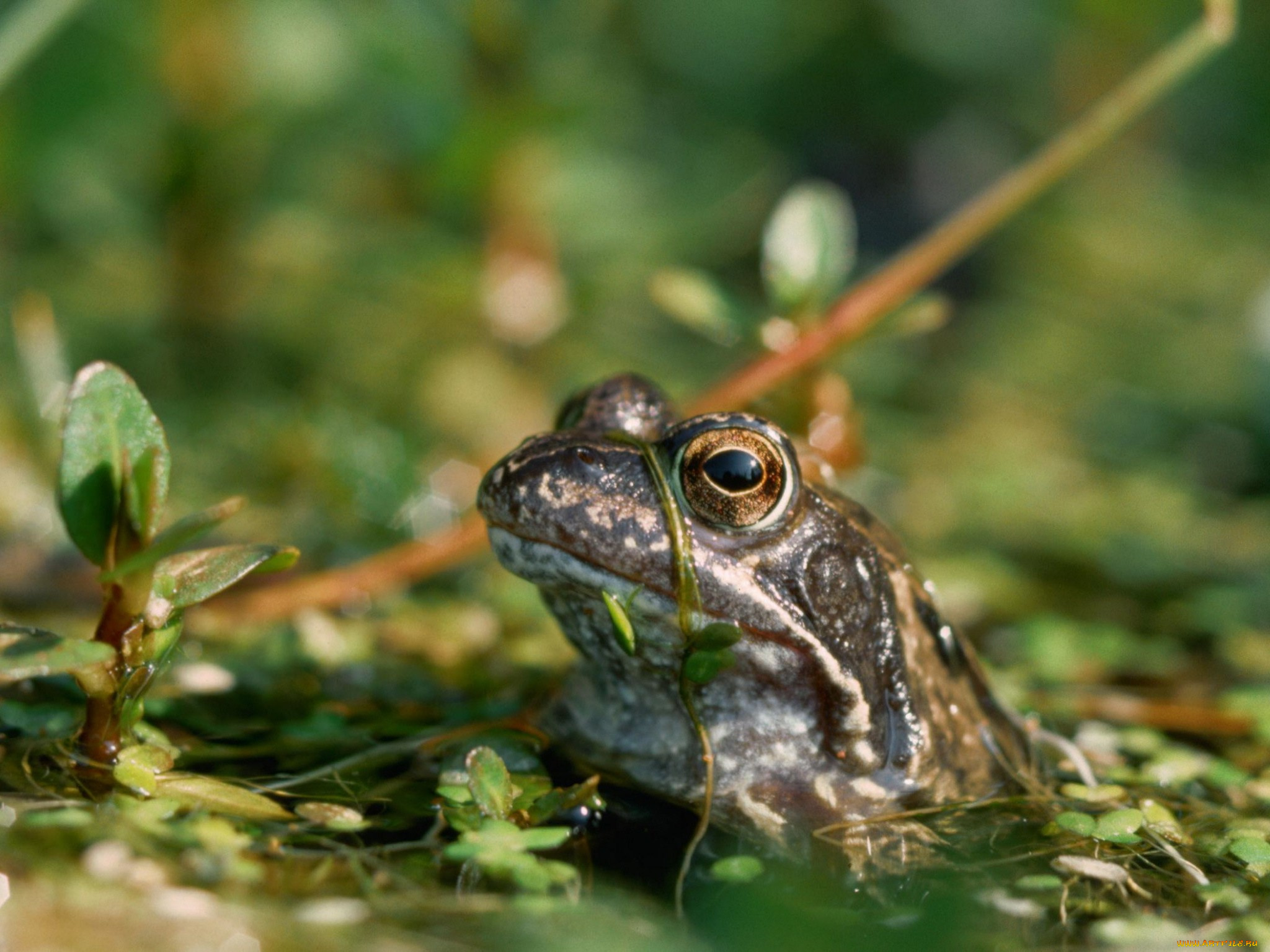 животные, лягушки