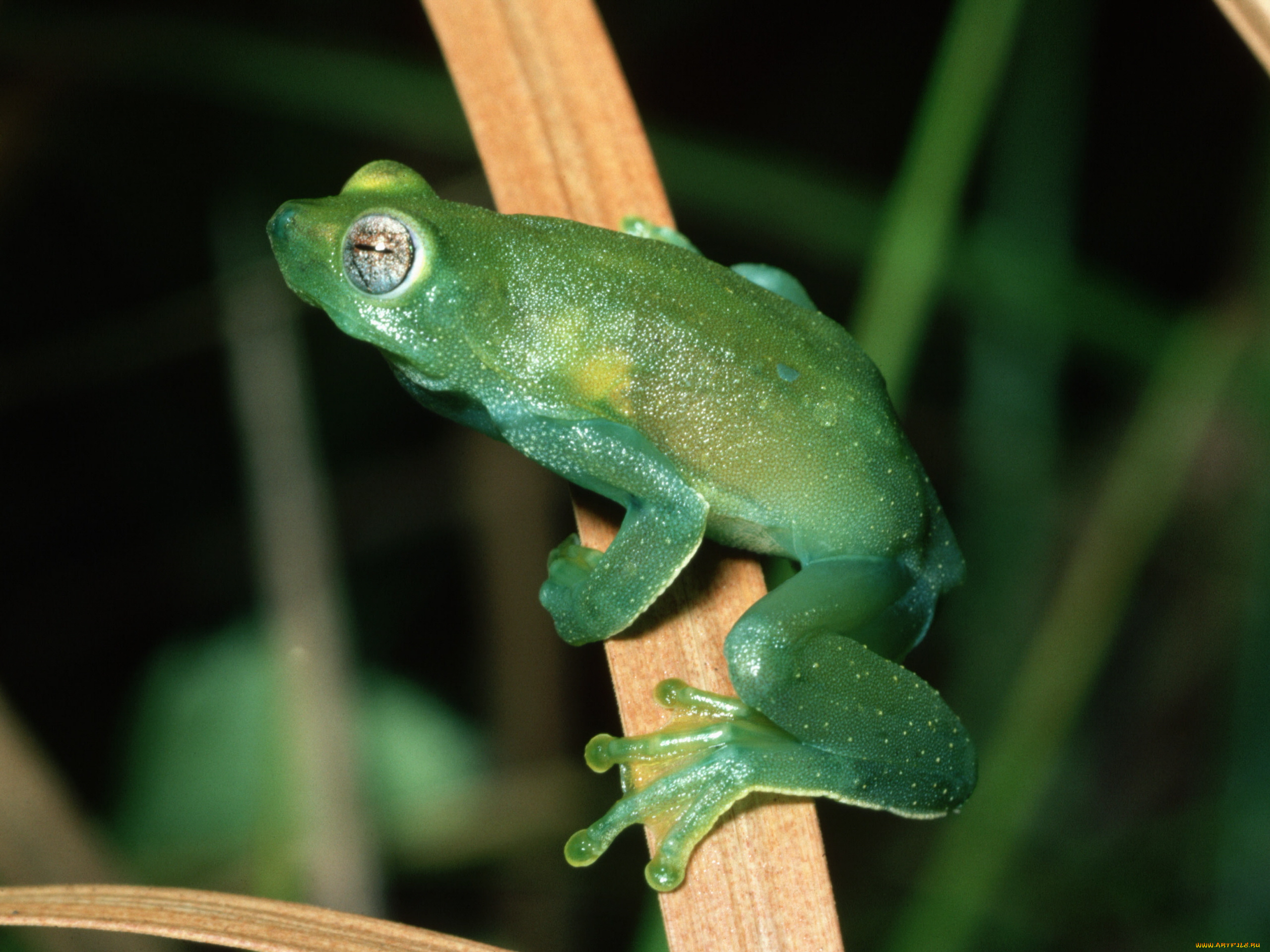 животные, лягушки