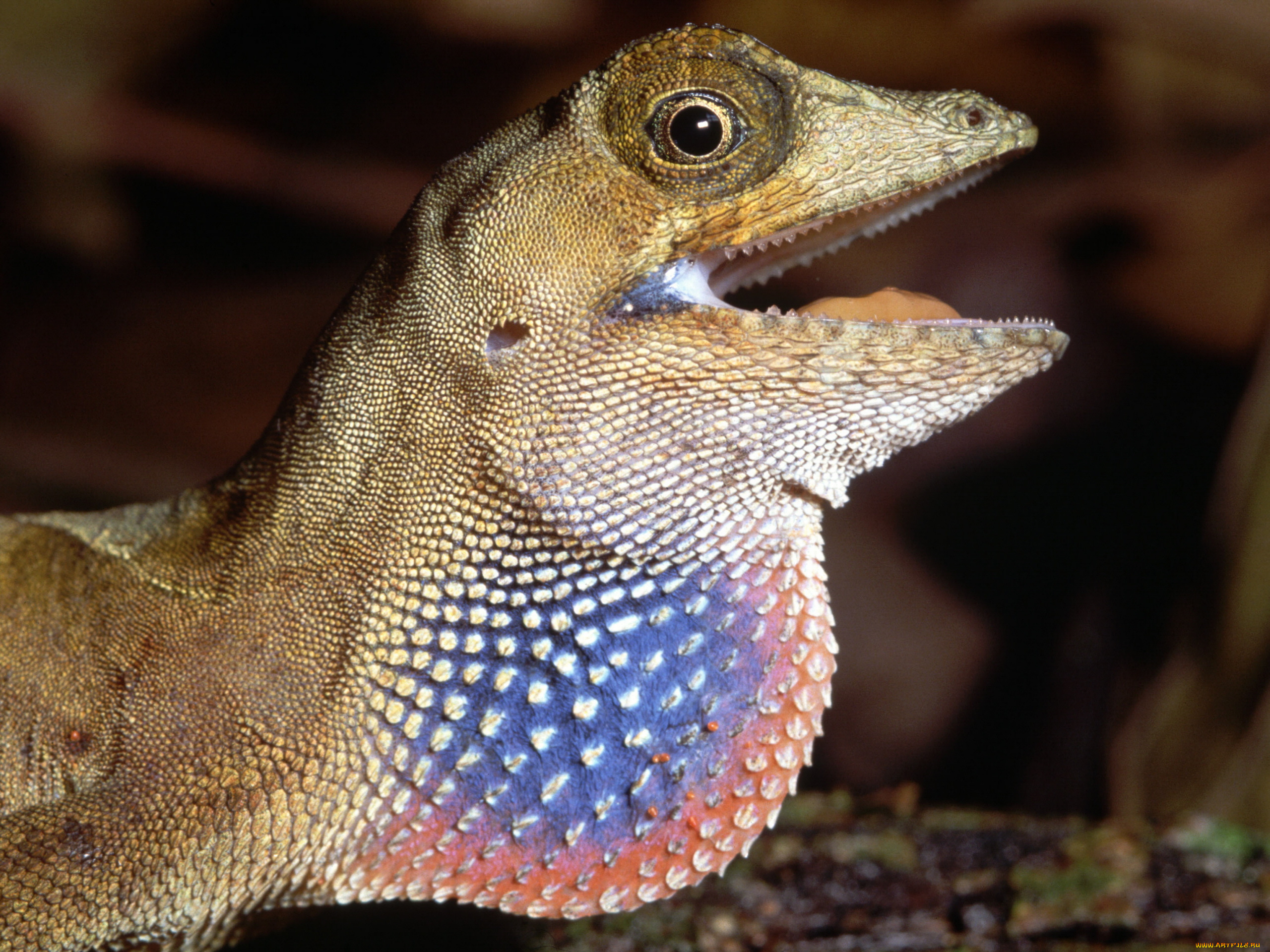 животные, Ящерицы, игуаны, вараны