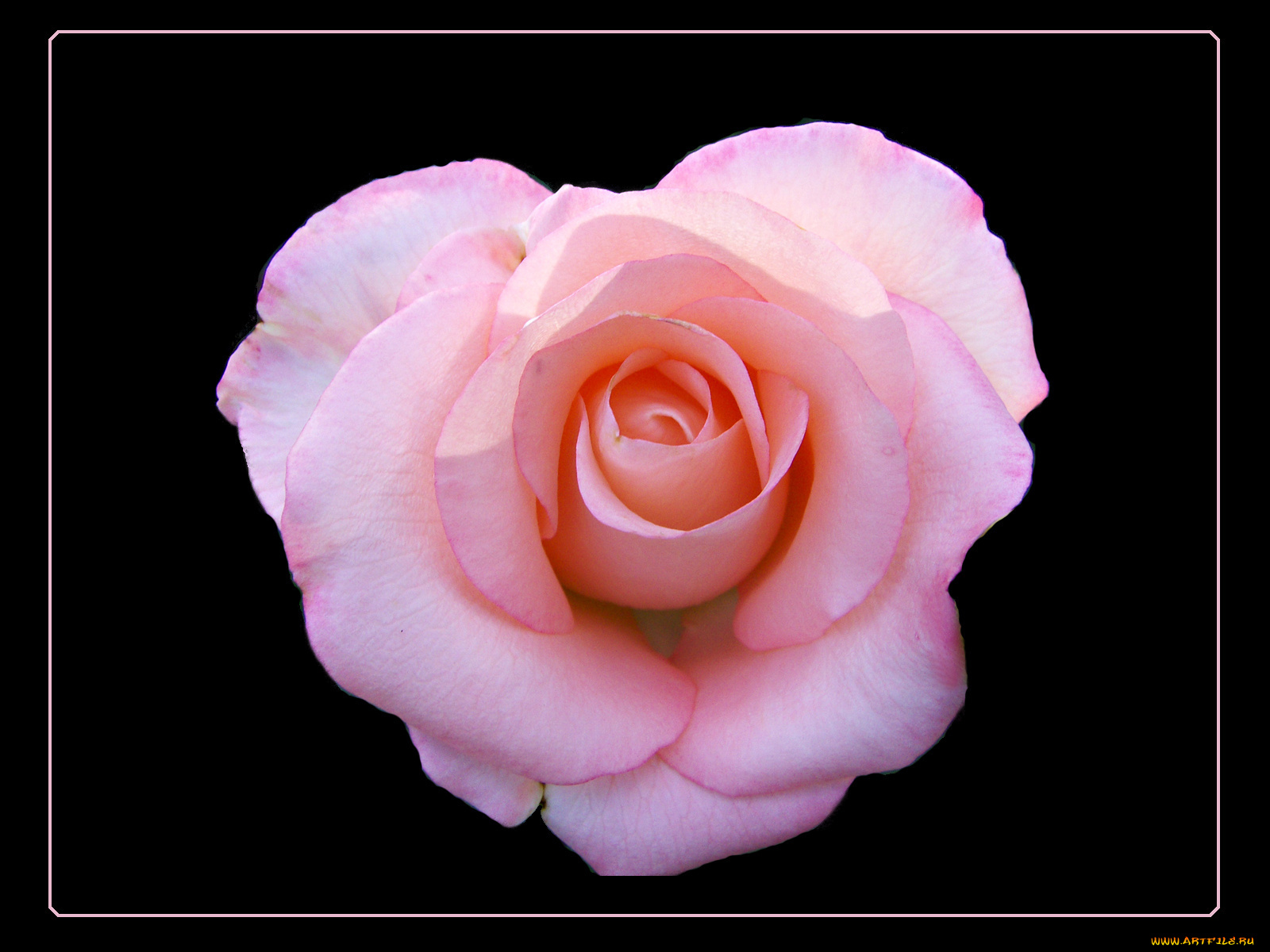 цветы, розы, тёмный