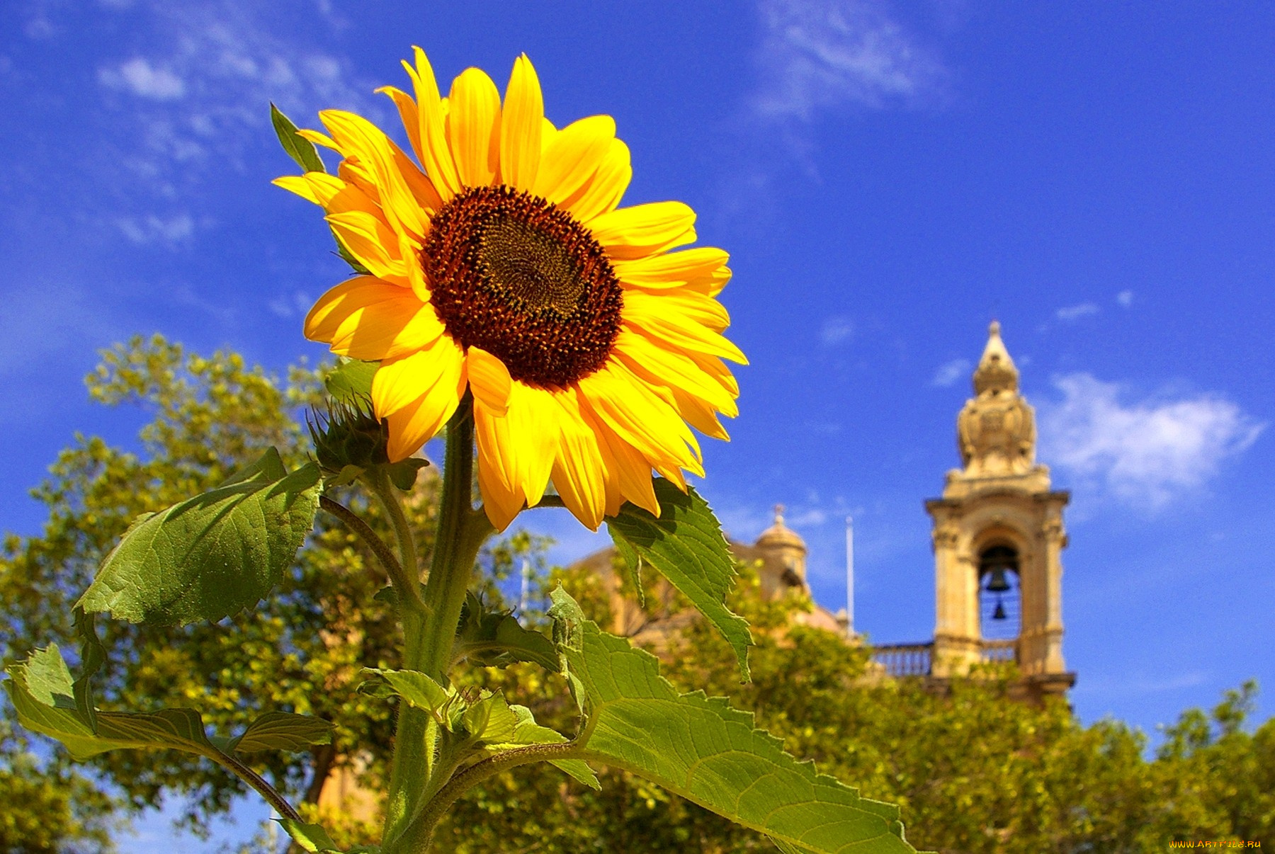 цветы, подсолнухи, желтый, колокольня, небо