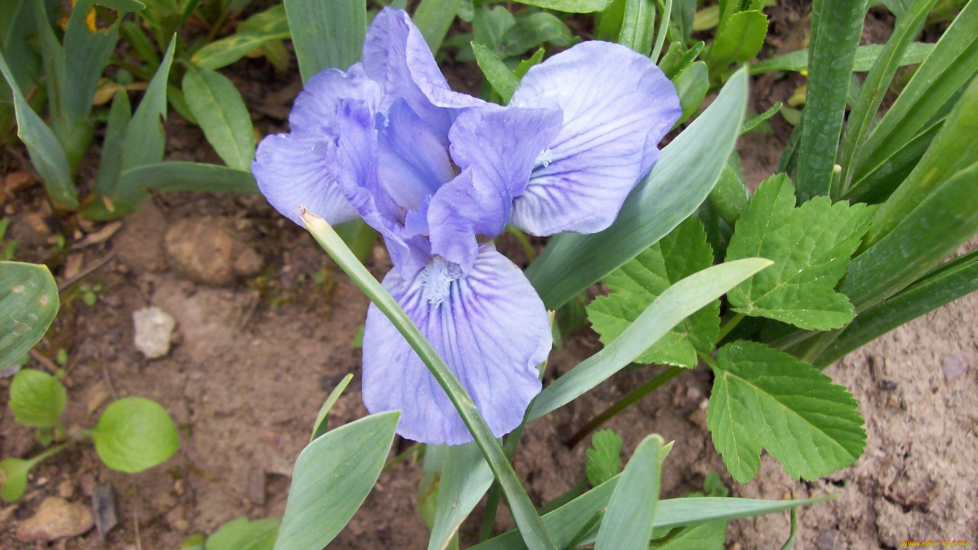 цветы, ирисы, синий
