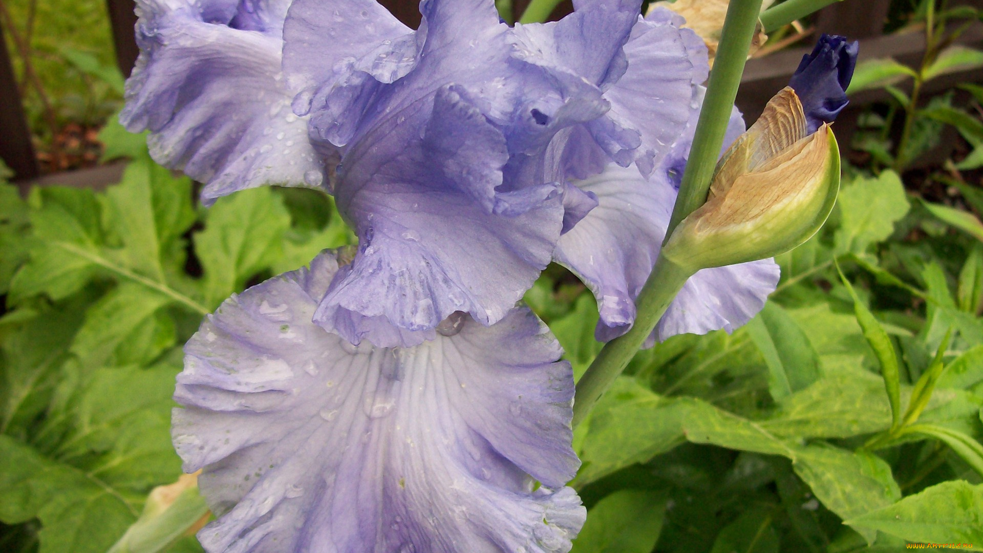 цветы, ирисы, сиреневый, капли