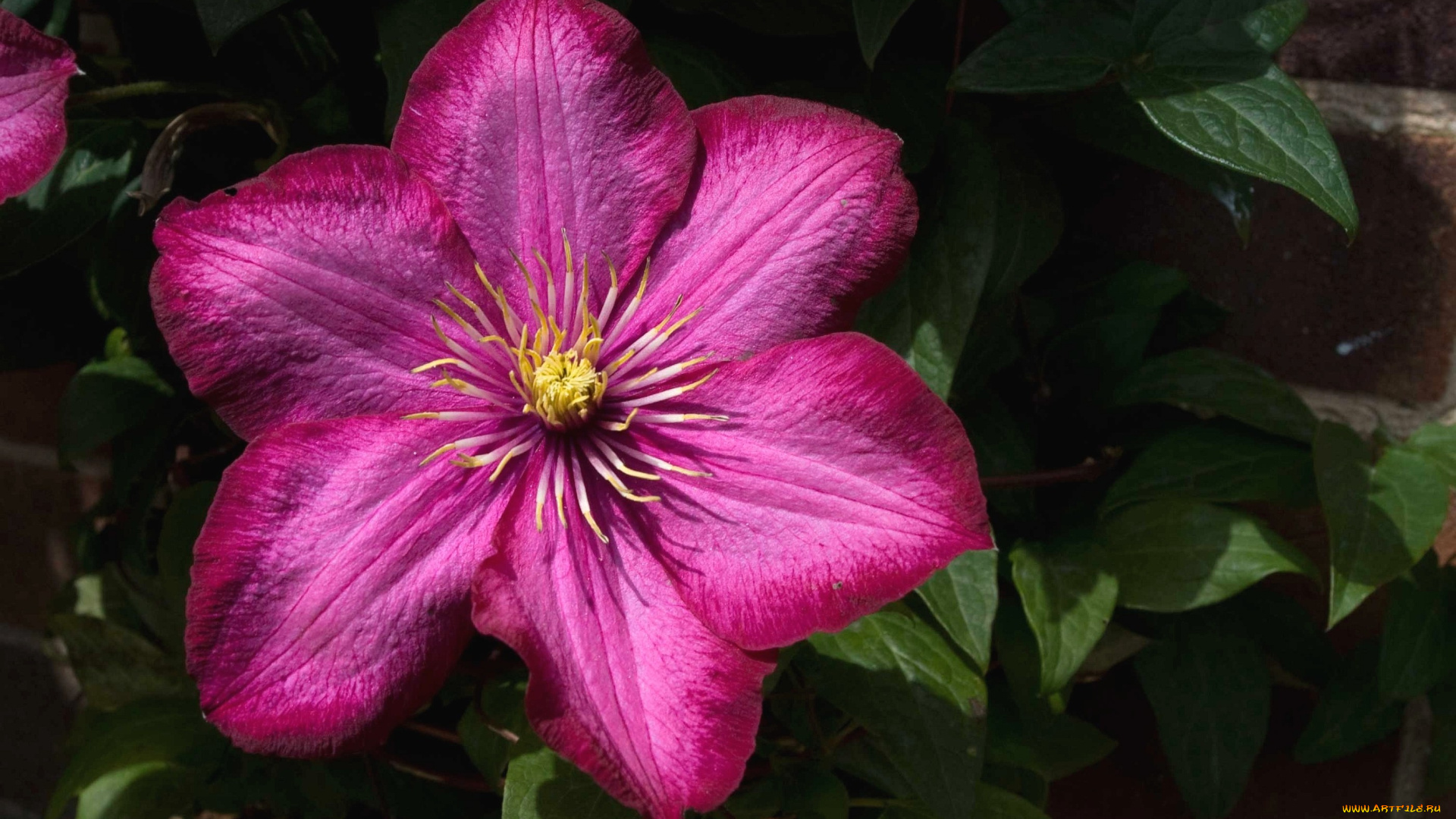 цветы, клематис, ломонос, яркий, розовый