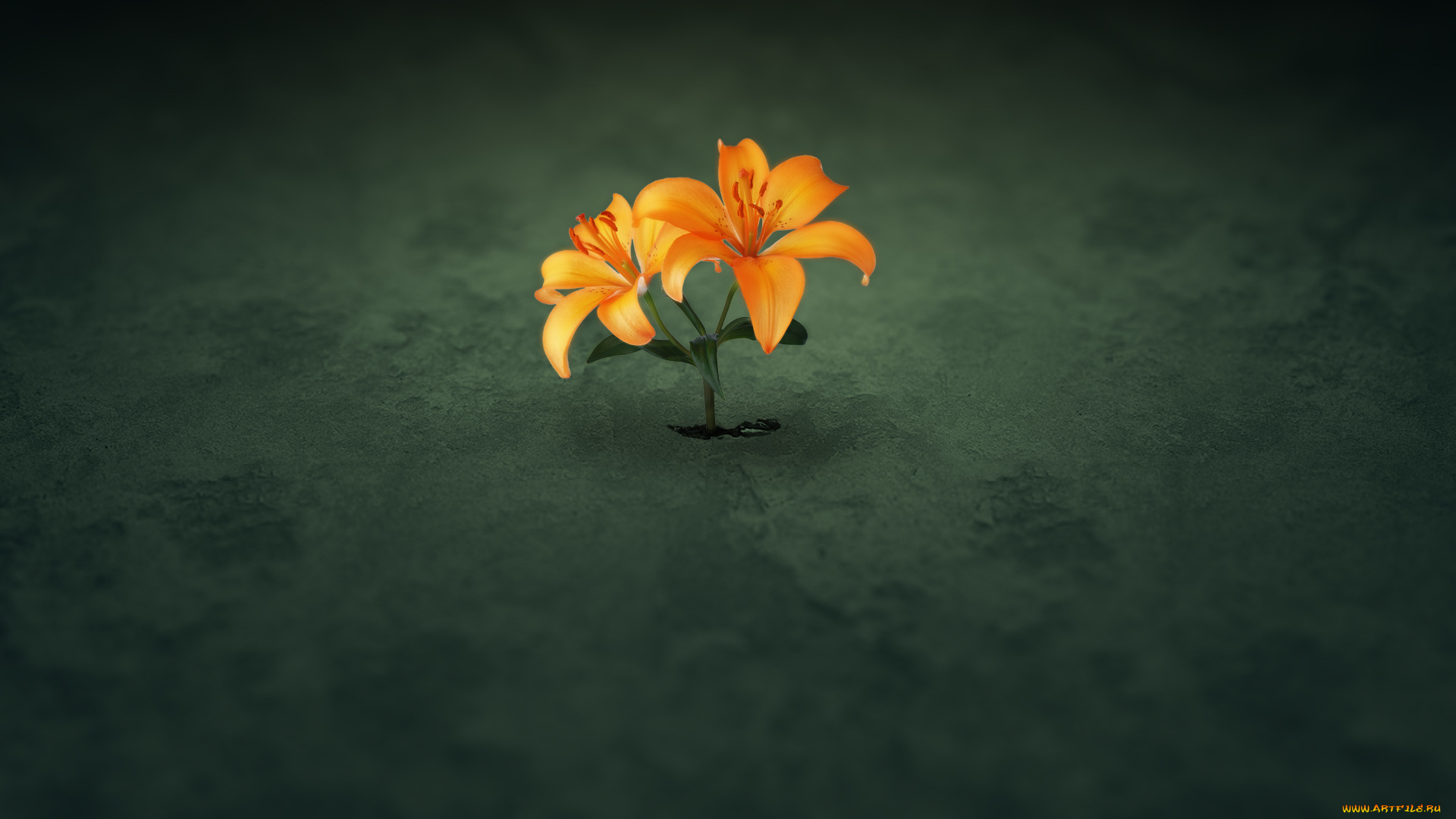 цветы, лилии, лилейники, зелёный