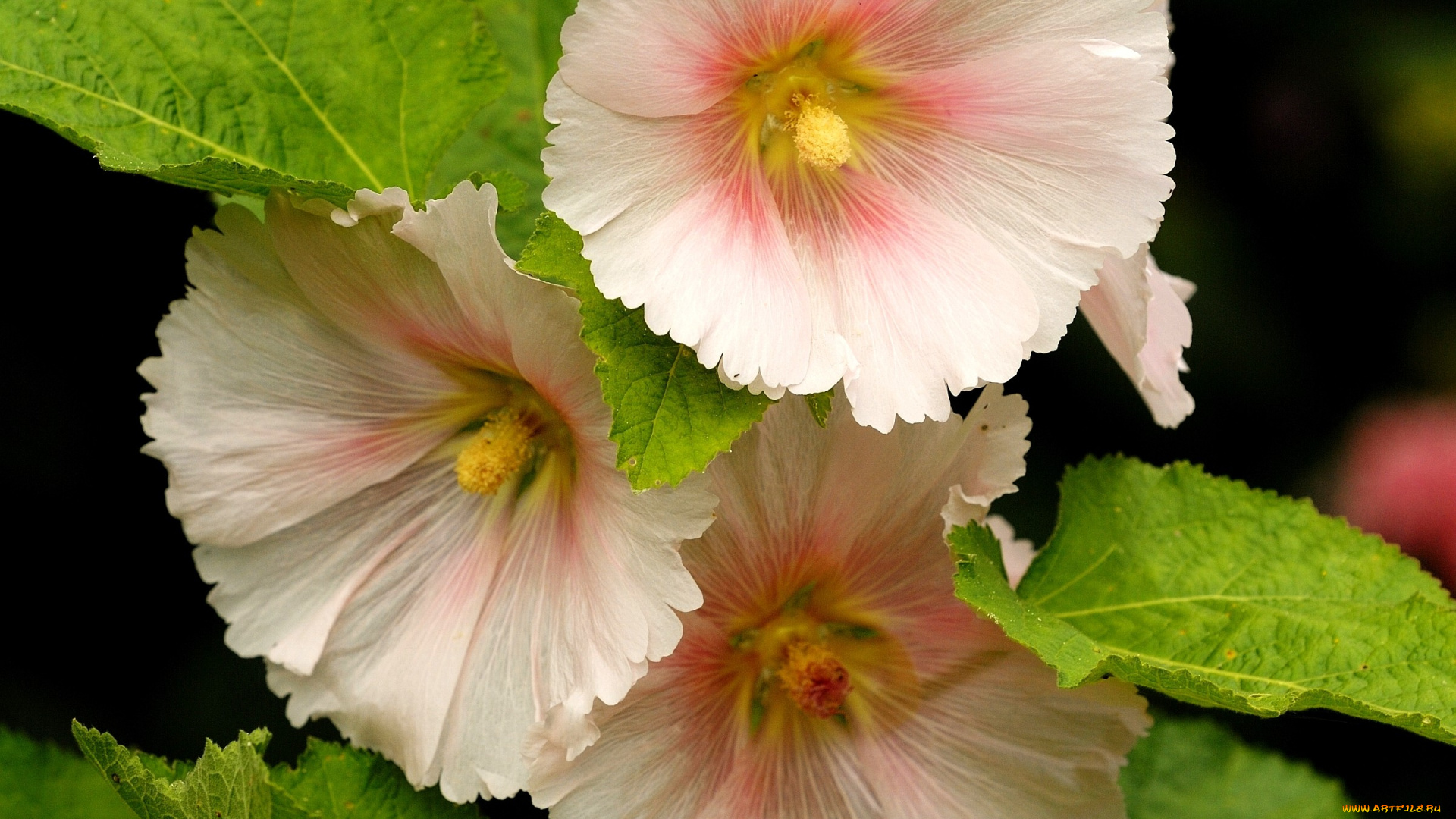 цветы, мальвы, кремовый