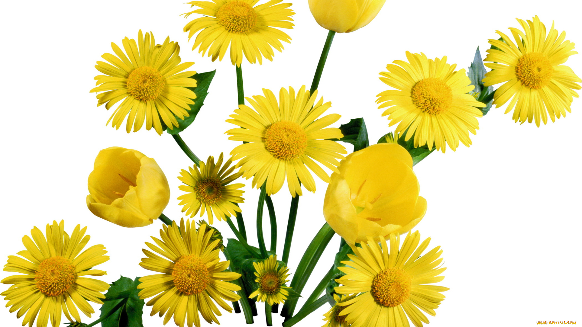 цветы, разные, вместе, желтые