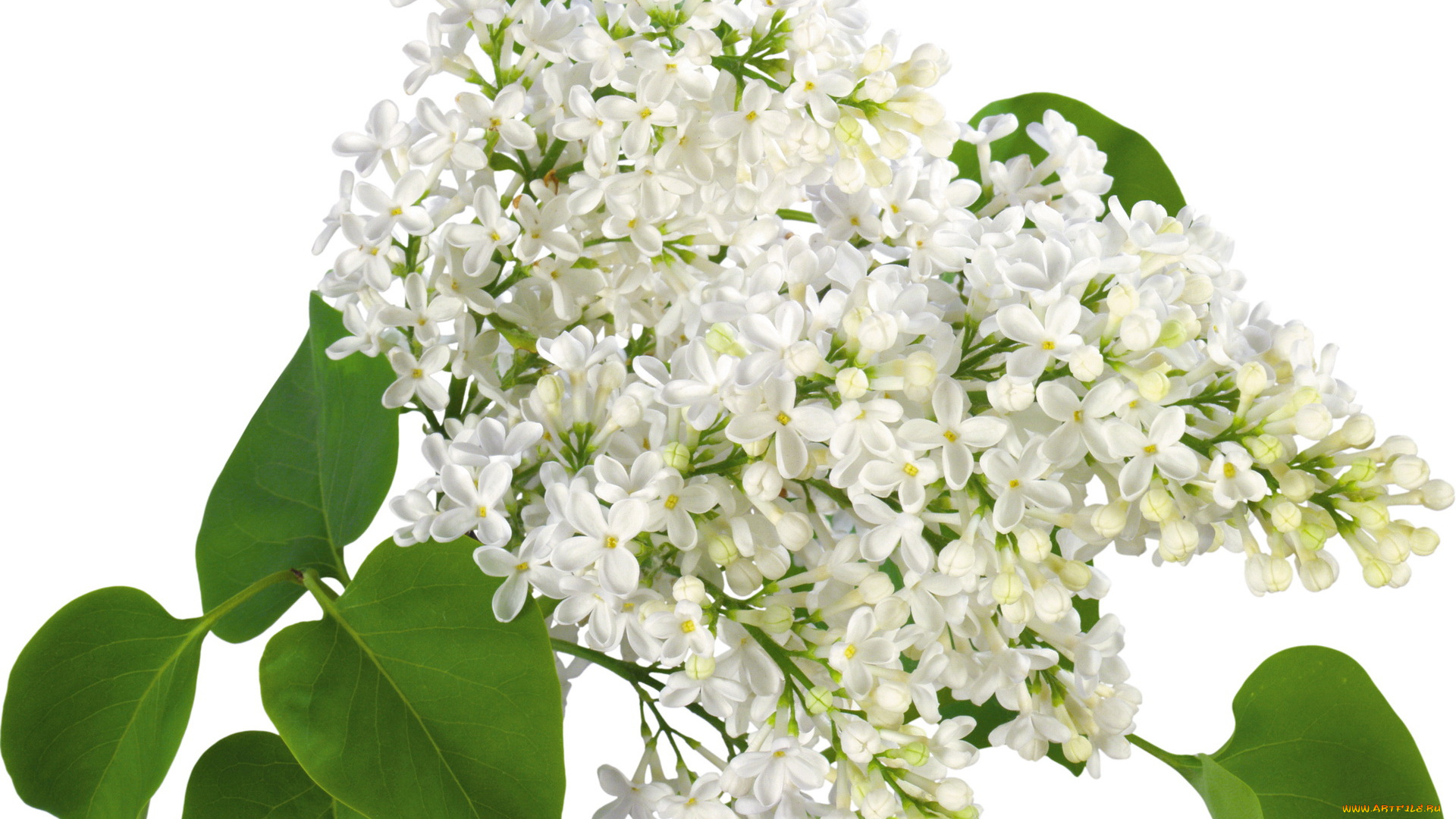 цветы, сирень, белые, цветки, весна, май