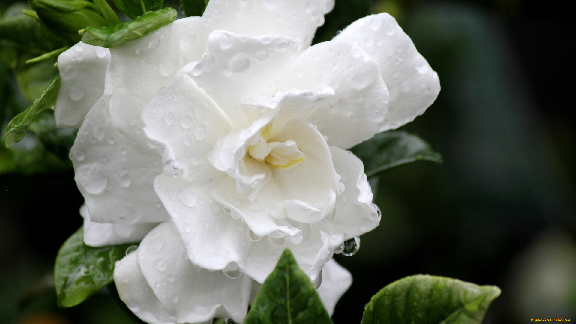 гардения, цветы, лепестки, белый, капли