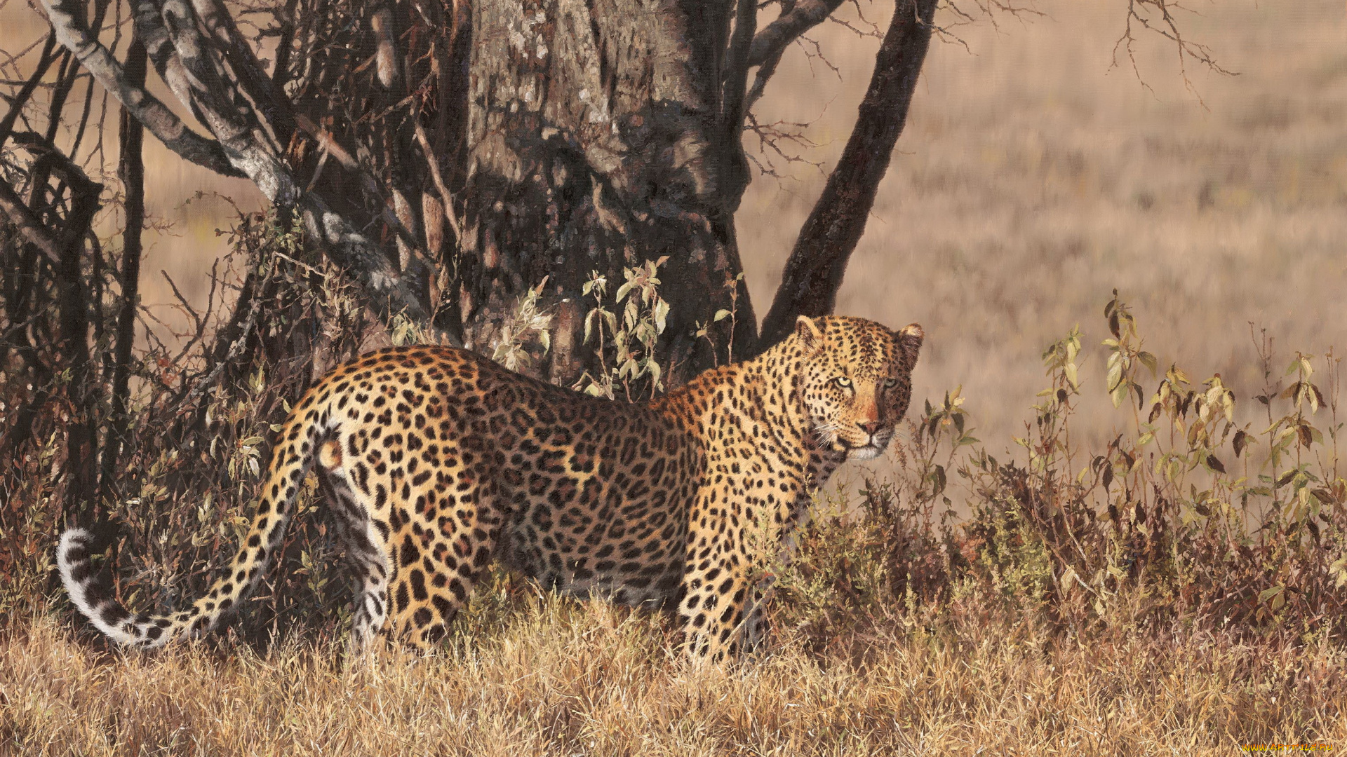 рисованные, животные, леопард