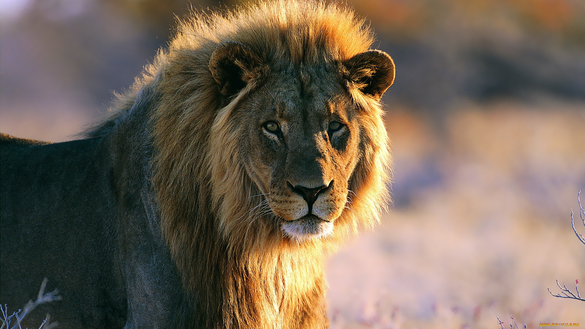 животные, львы, лев