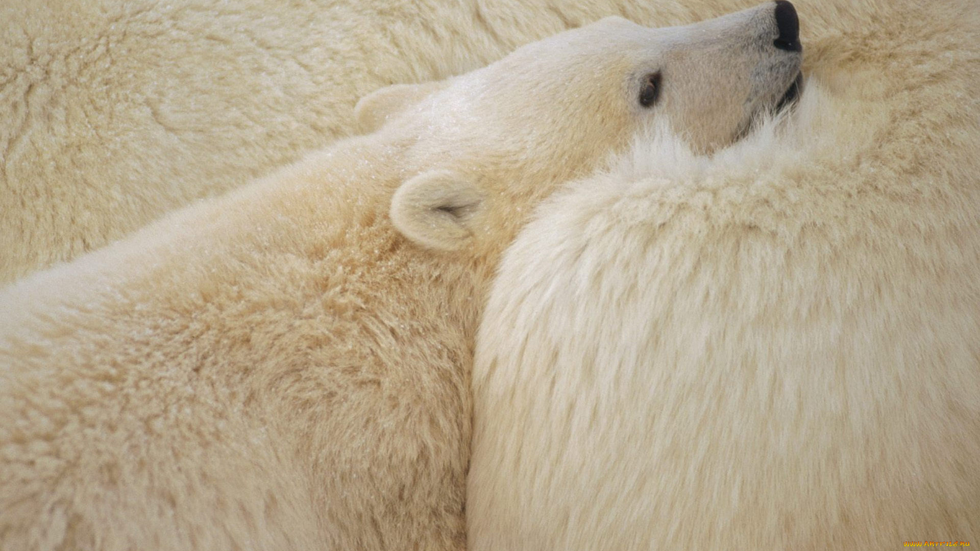 животные, медведи, белый, медведь