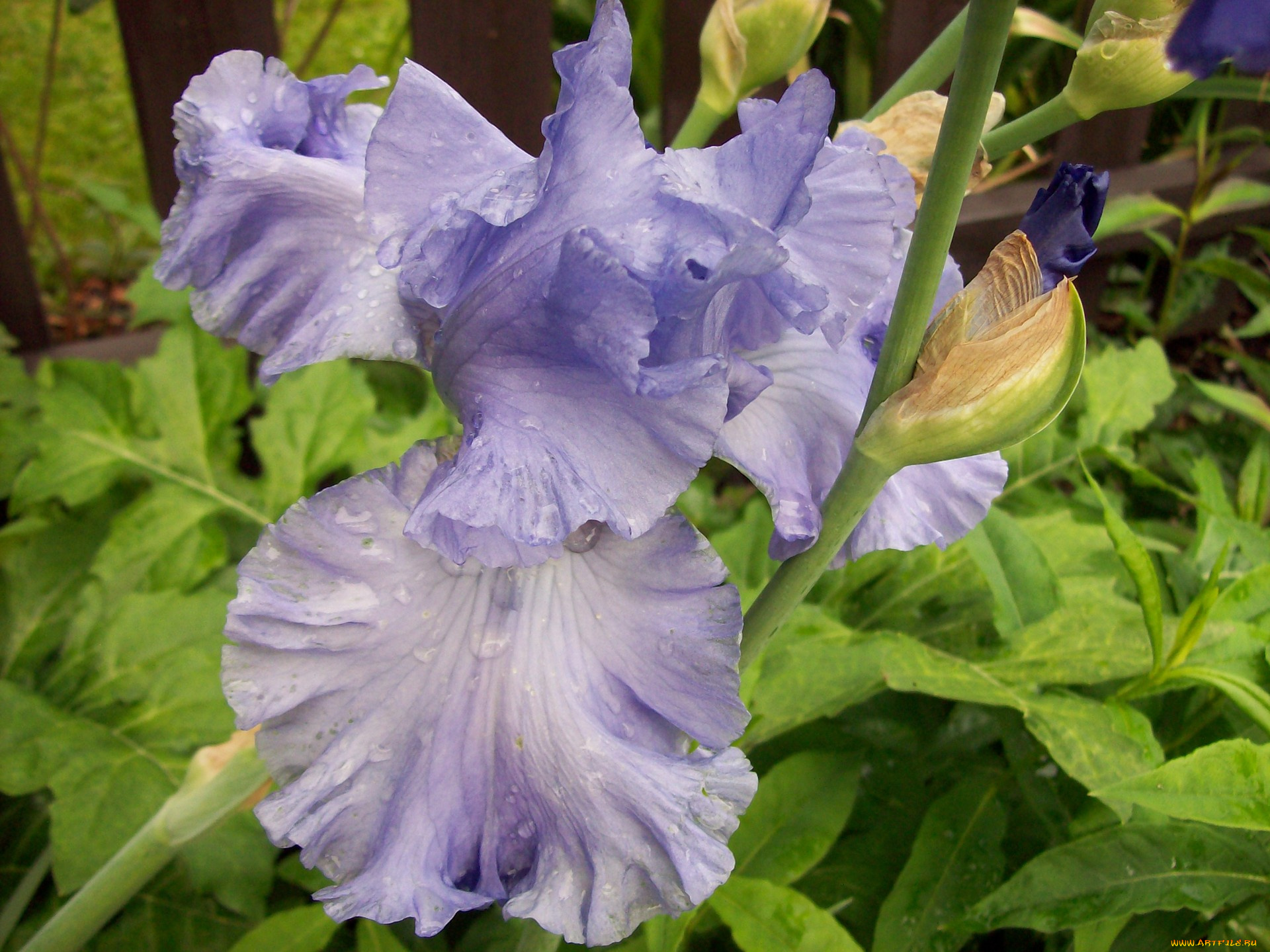 цветы, ирисы, сиреневый, капли