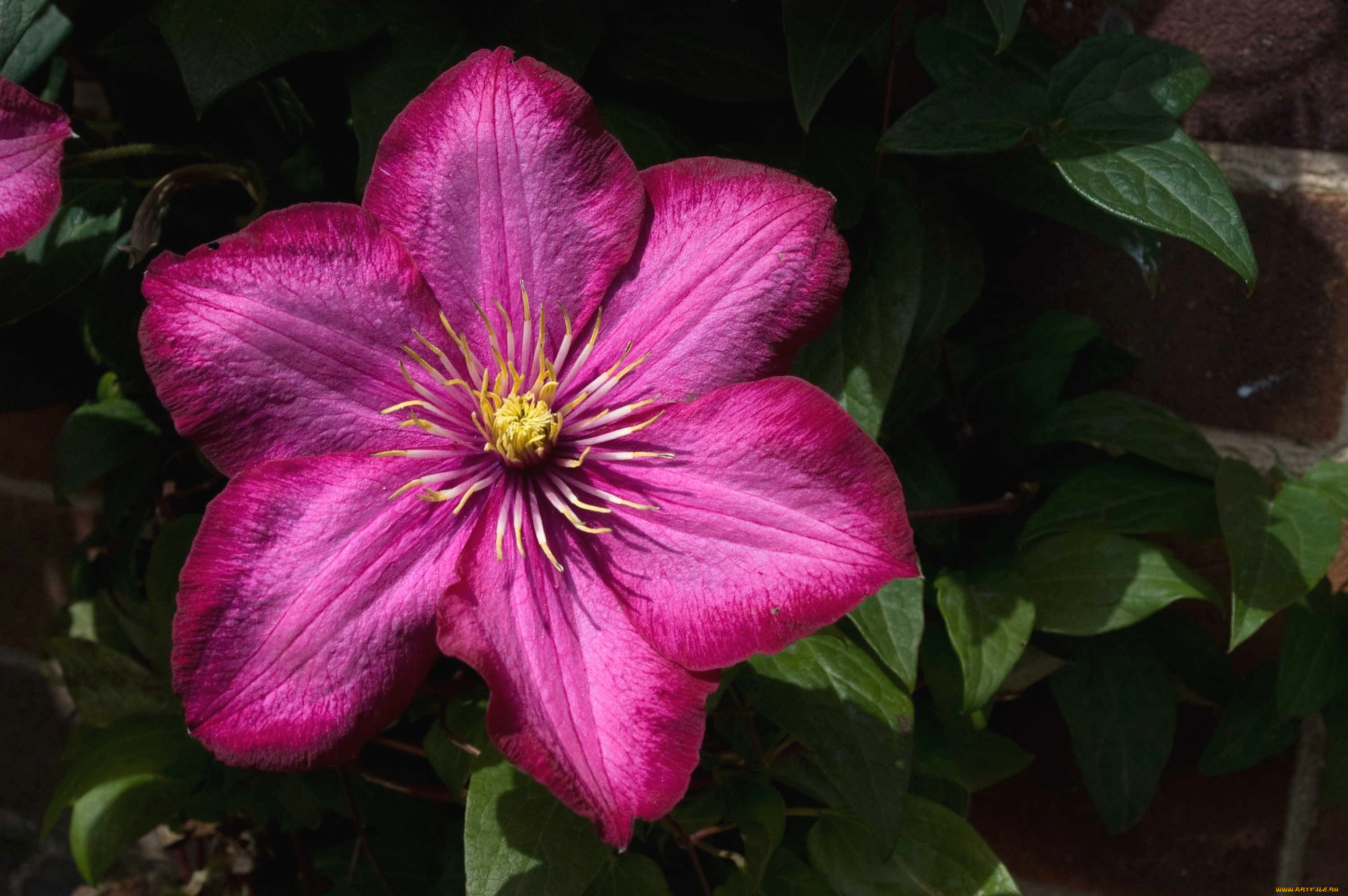 цветы, клематис, ломонос, яркий, розовый