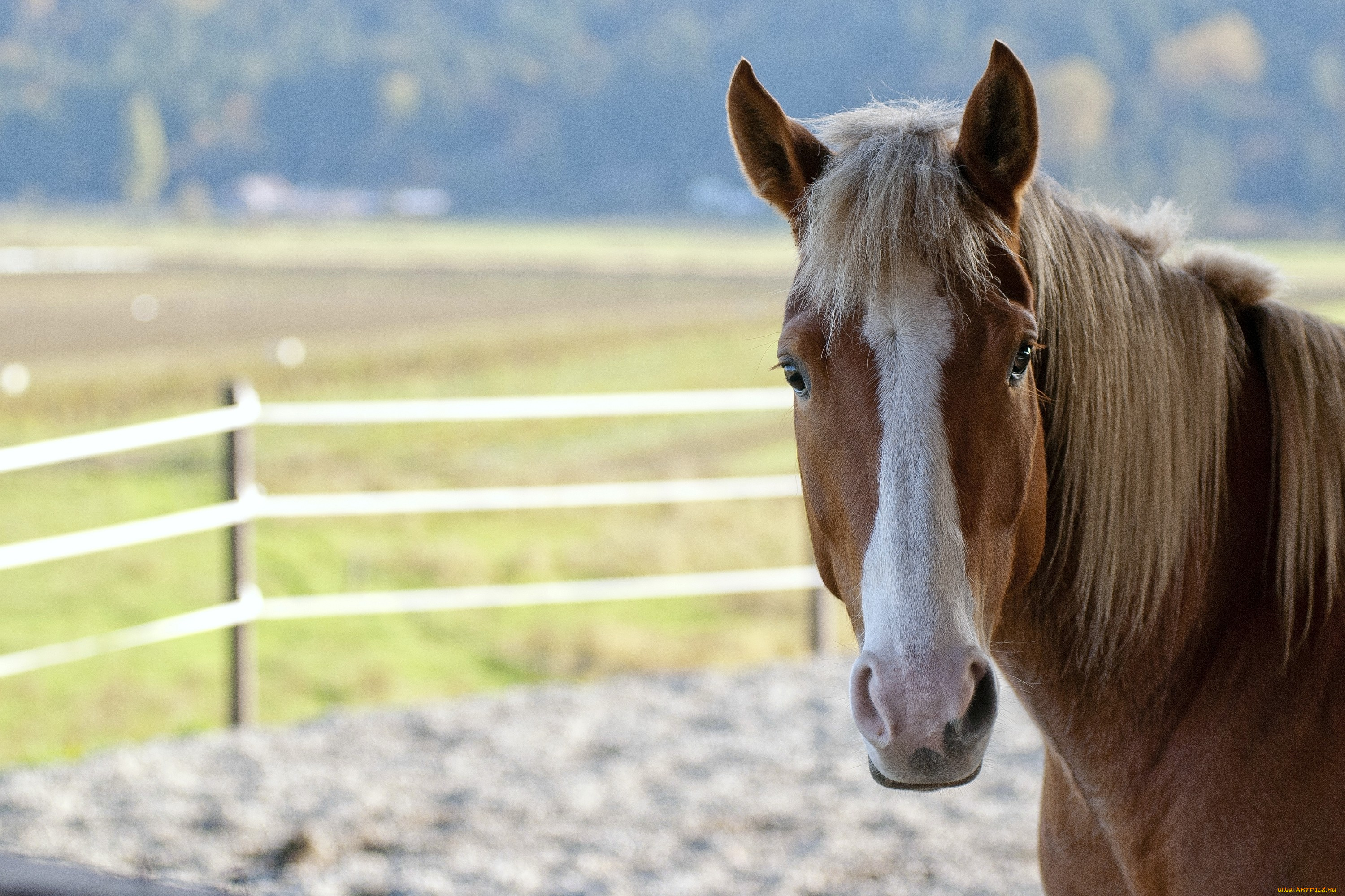 животные, лошади, гнедой, взгляд