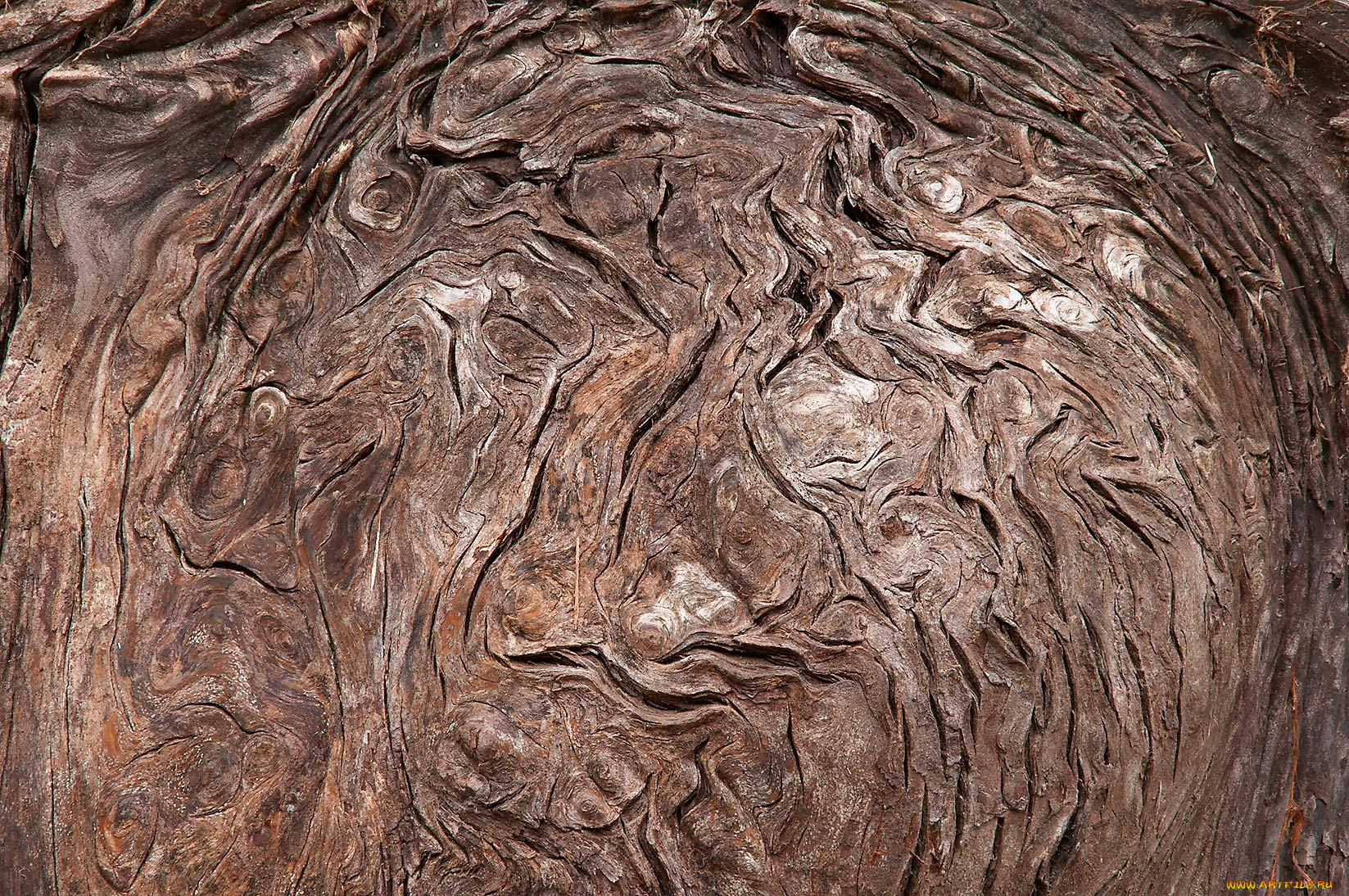 разное, текстуры, кора, дерево